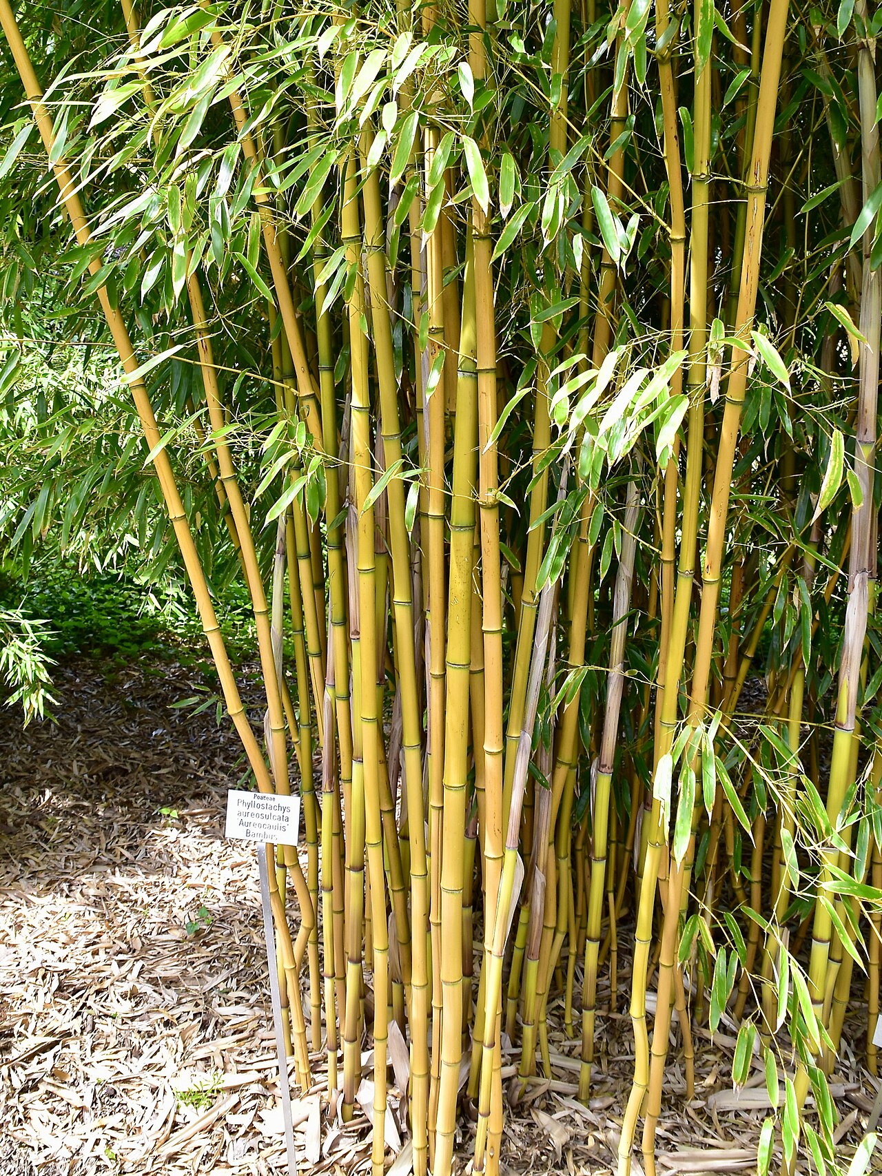 Phyllostachys aureosulcata