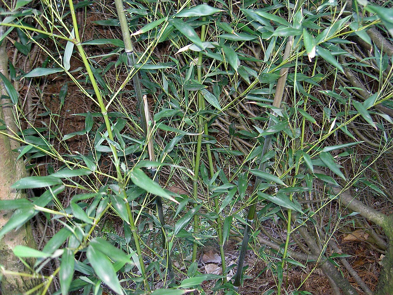 Phyllostachys bissetii