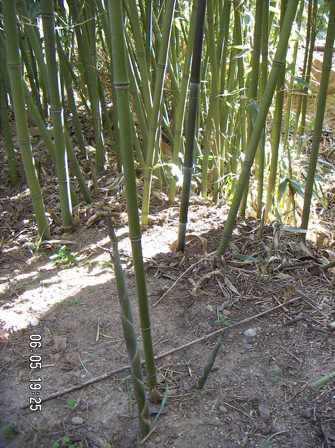 Phyllostachys bissetii