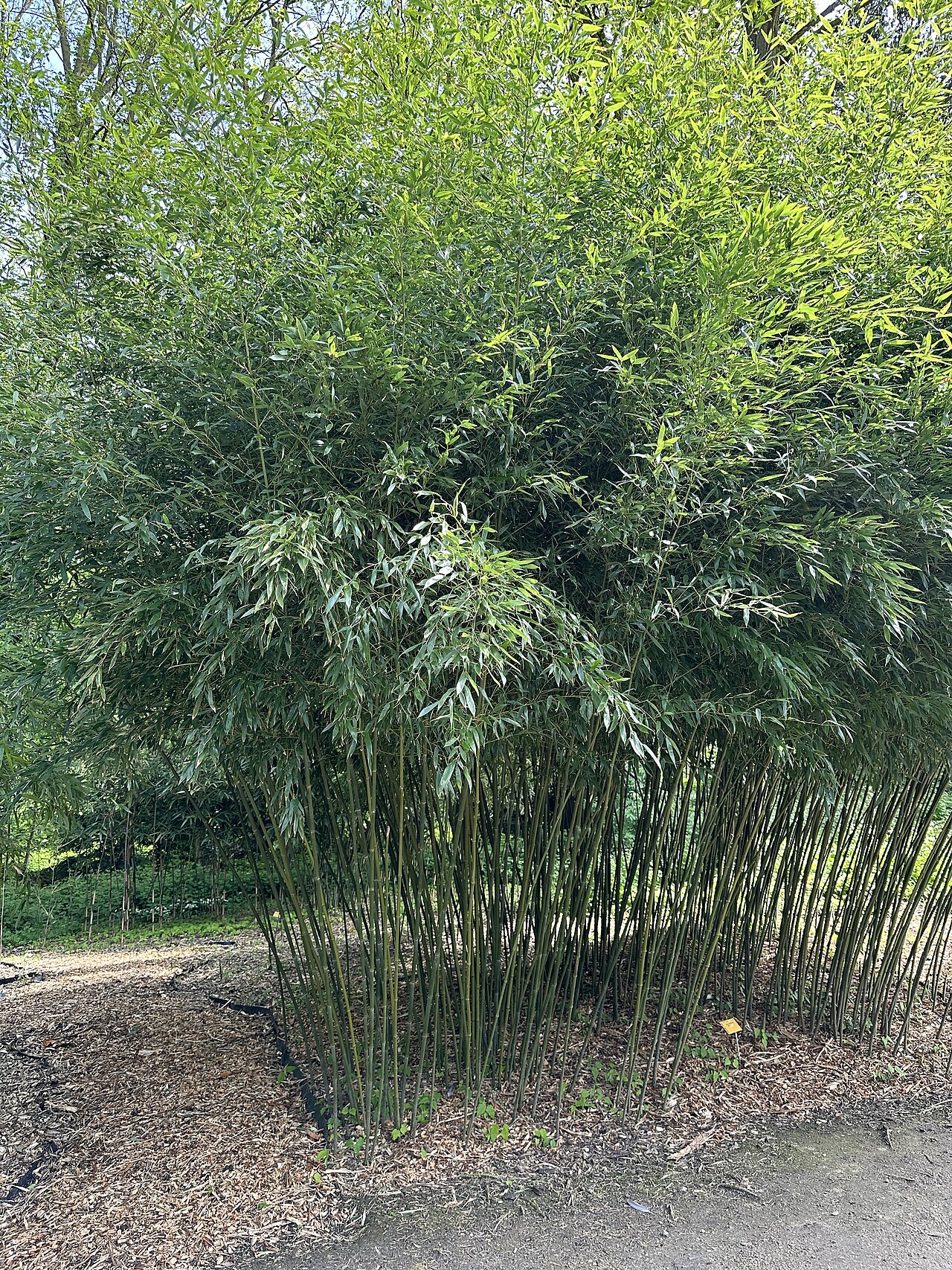 Phyllostachys bissetii
