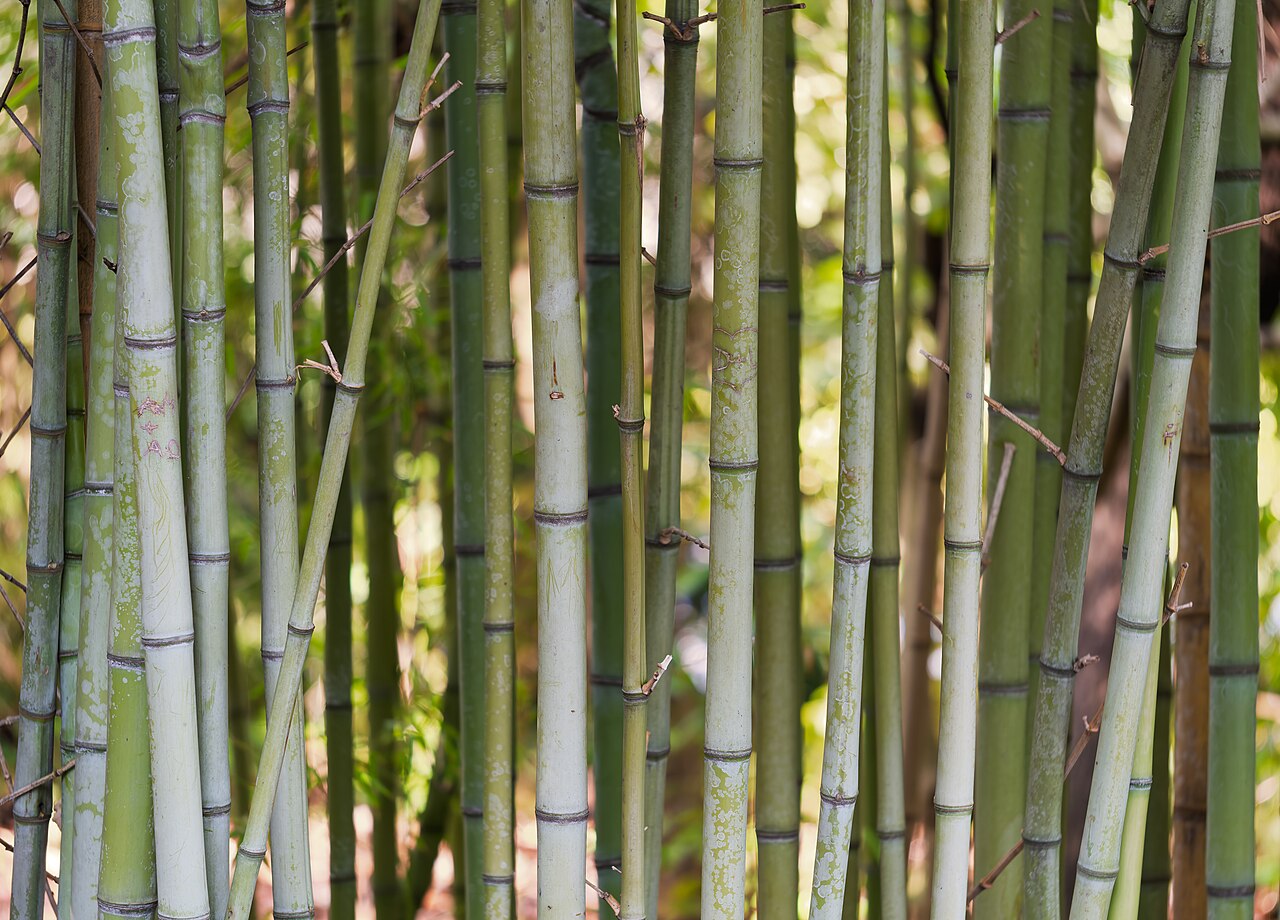 Phyllostachys edulis