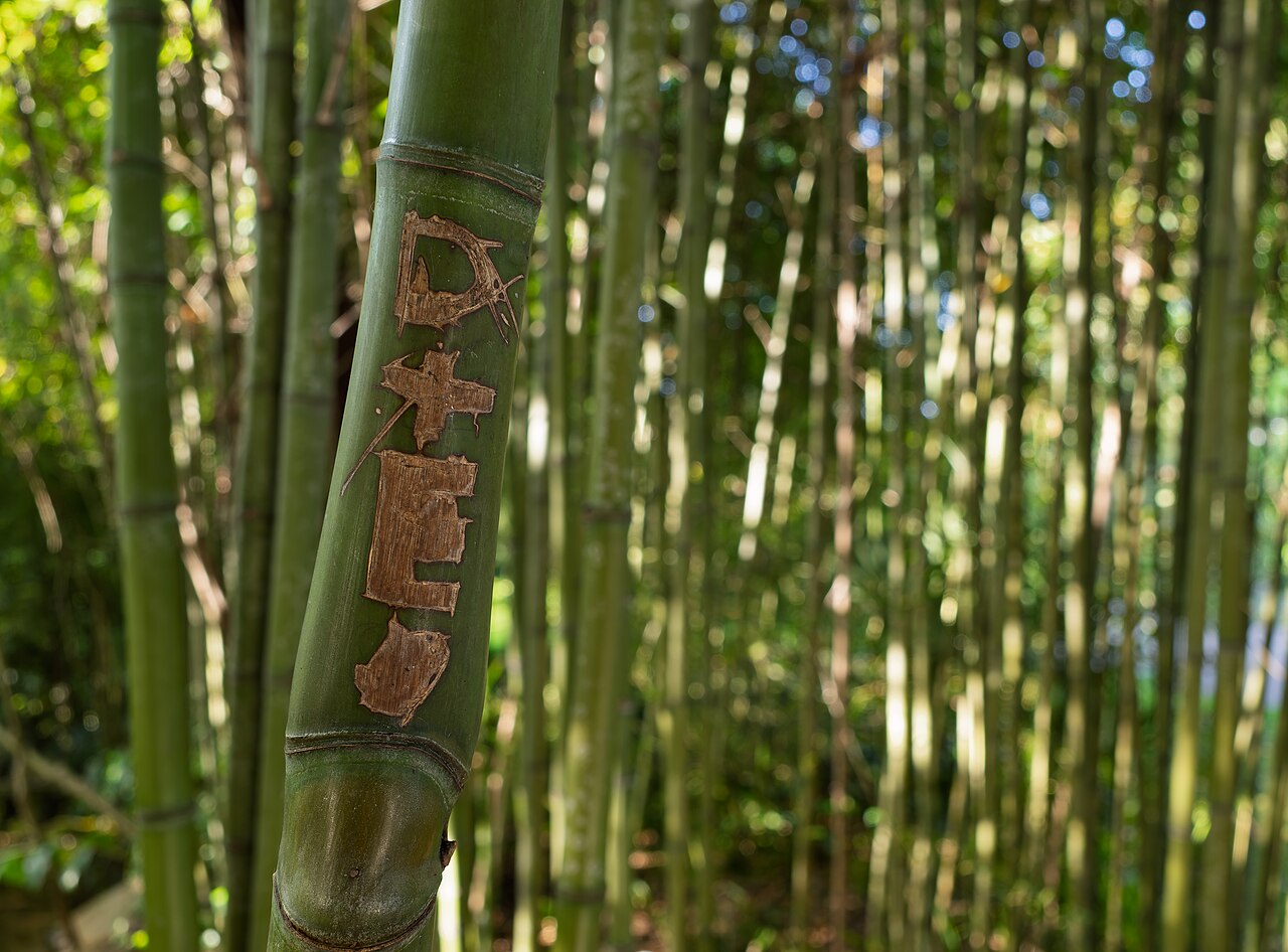 Phyllostachys edulis