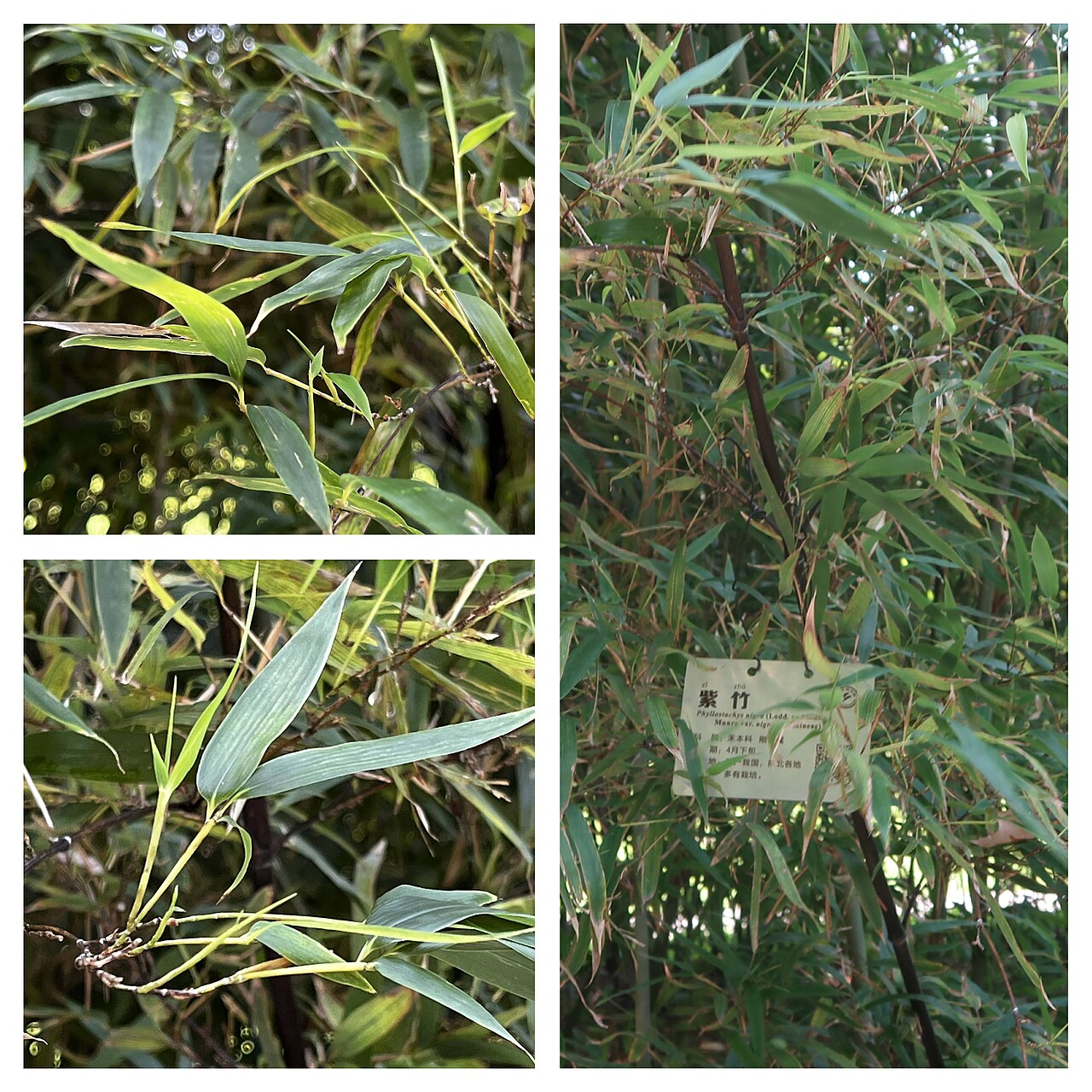 Phyllostachys nigra