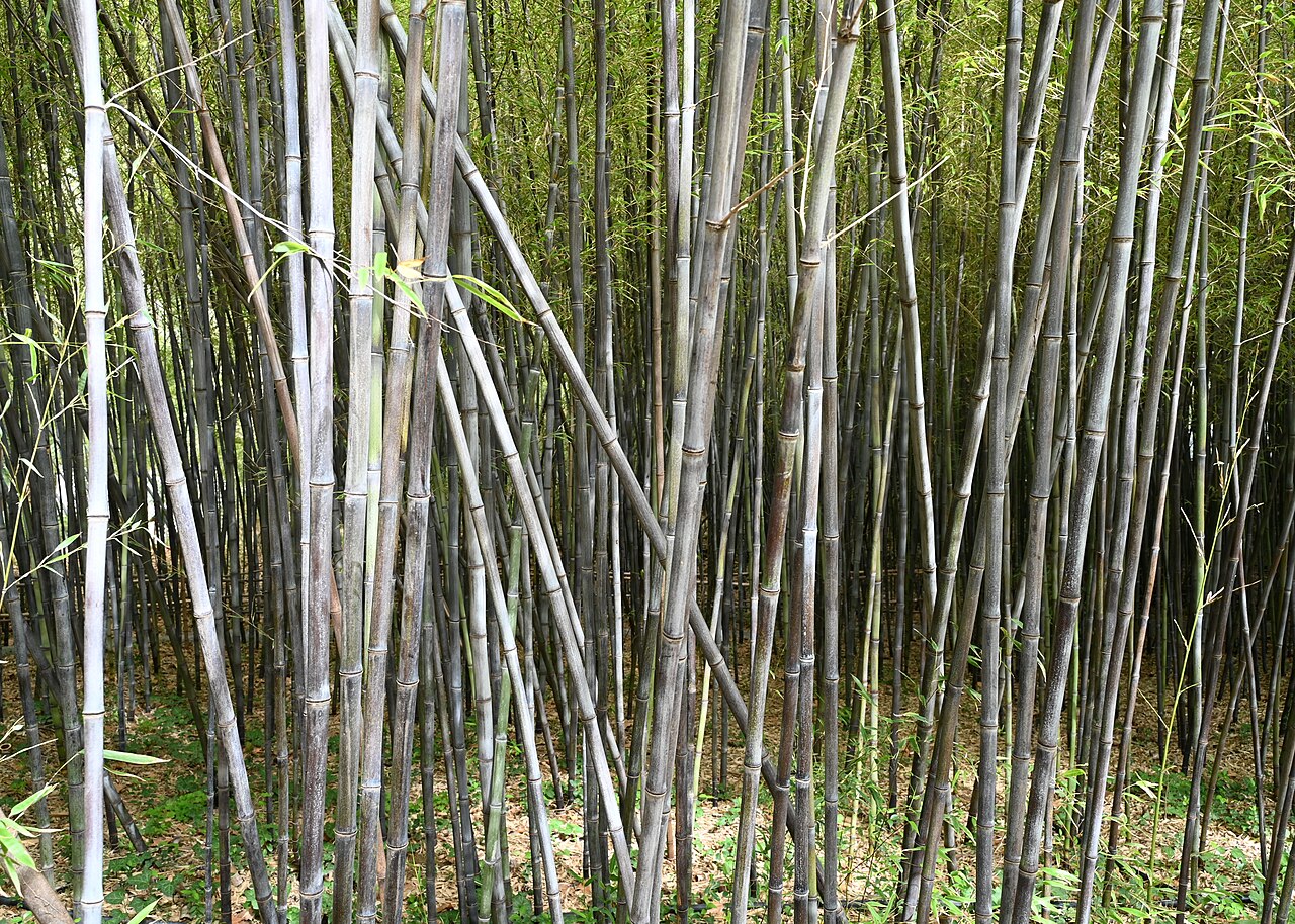 Phyllostachys nigra