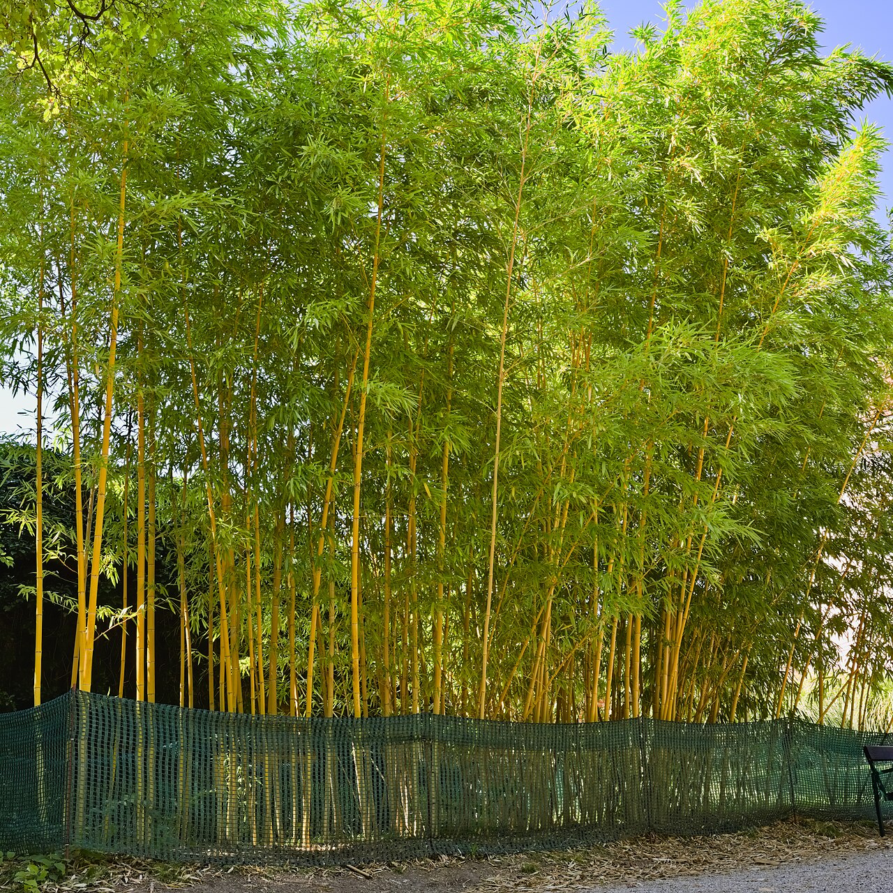 Phyllostachys vivax