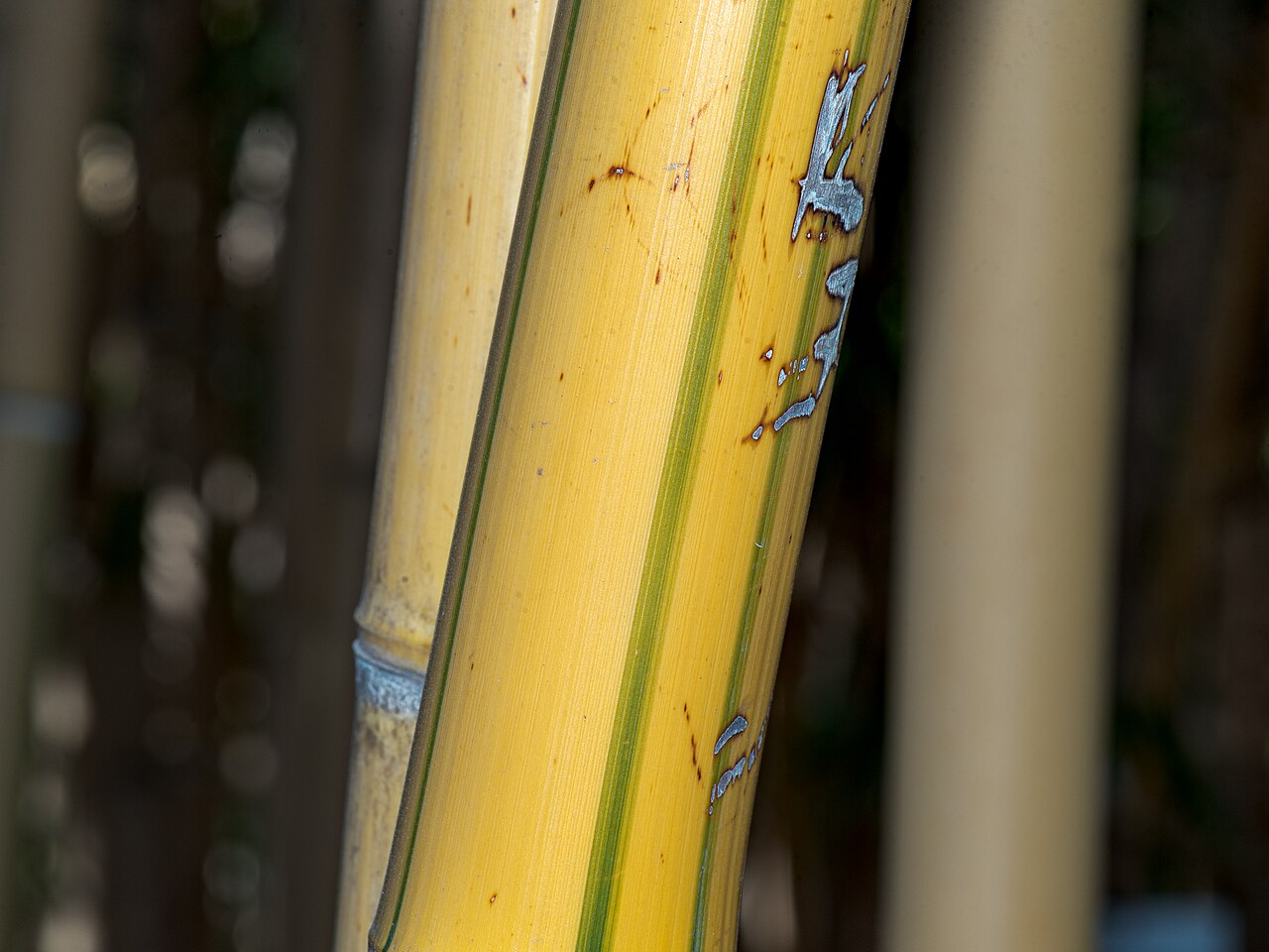 Phyllostachys vivax