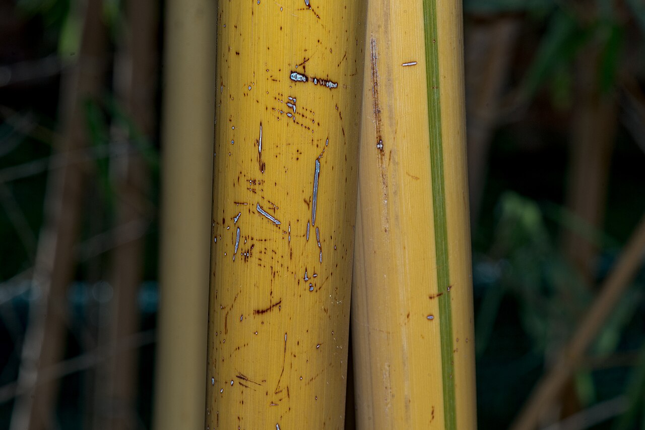 Phyllostachys vivax