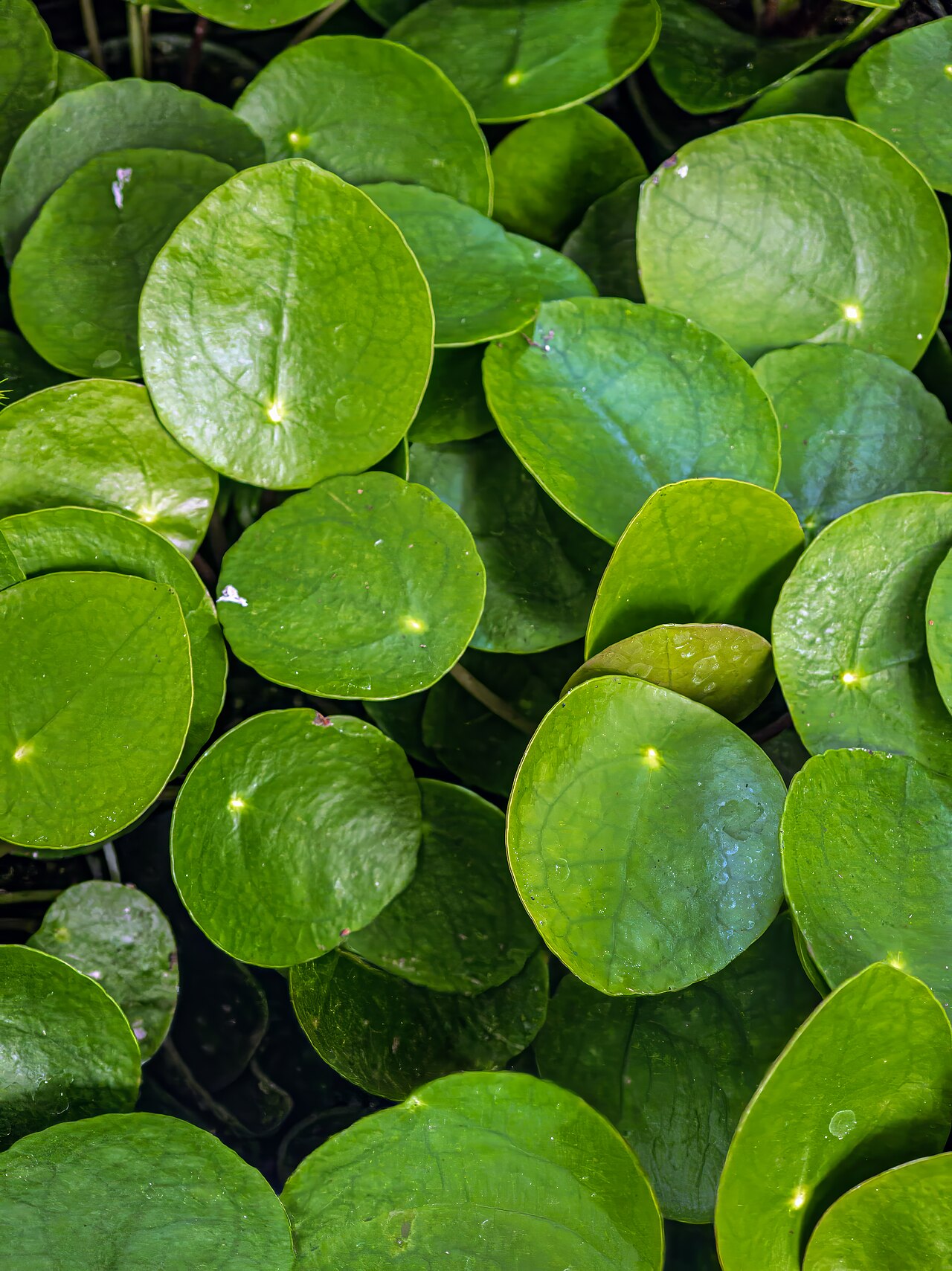 Pilea peperomioides