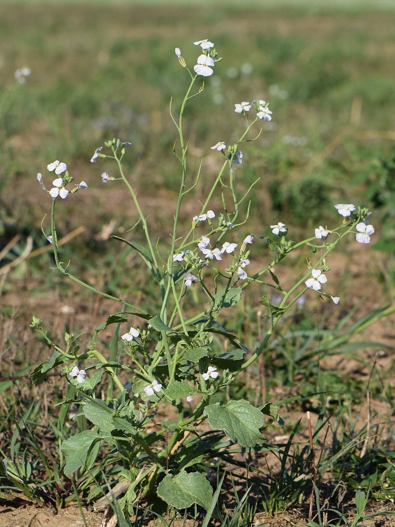 Raphanus sativus