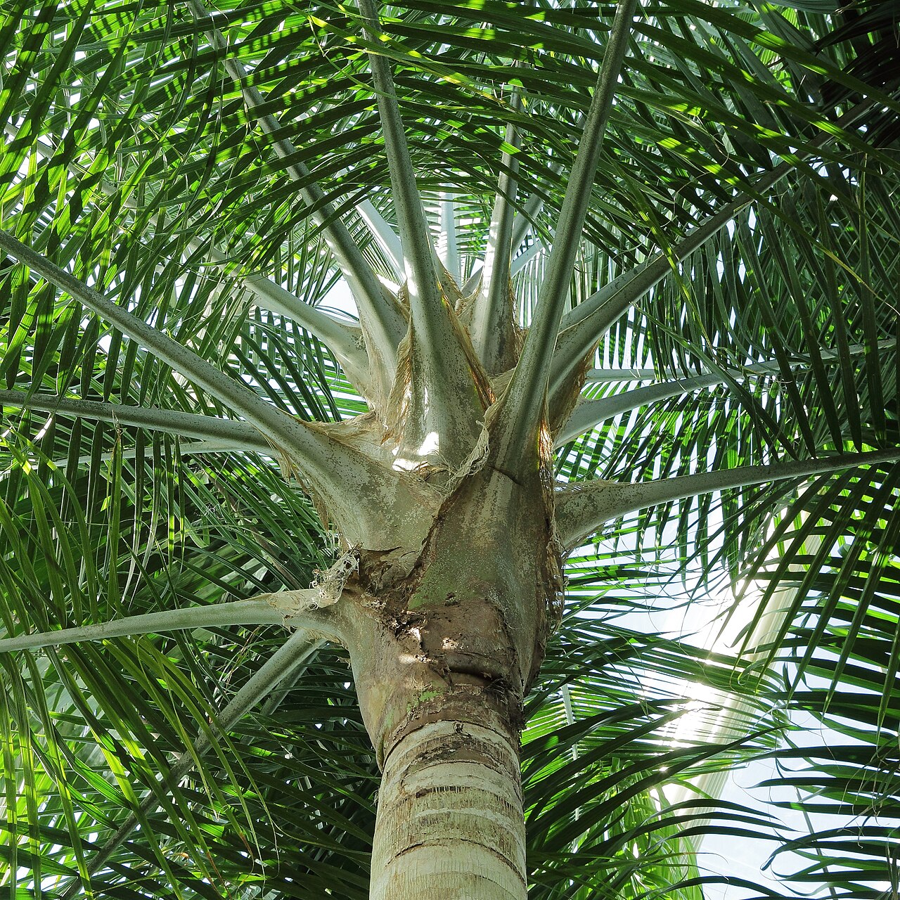 Ravenea rivularis