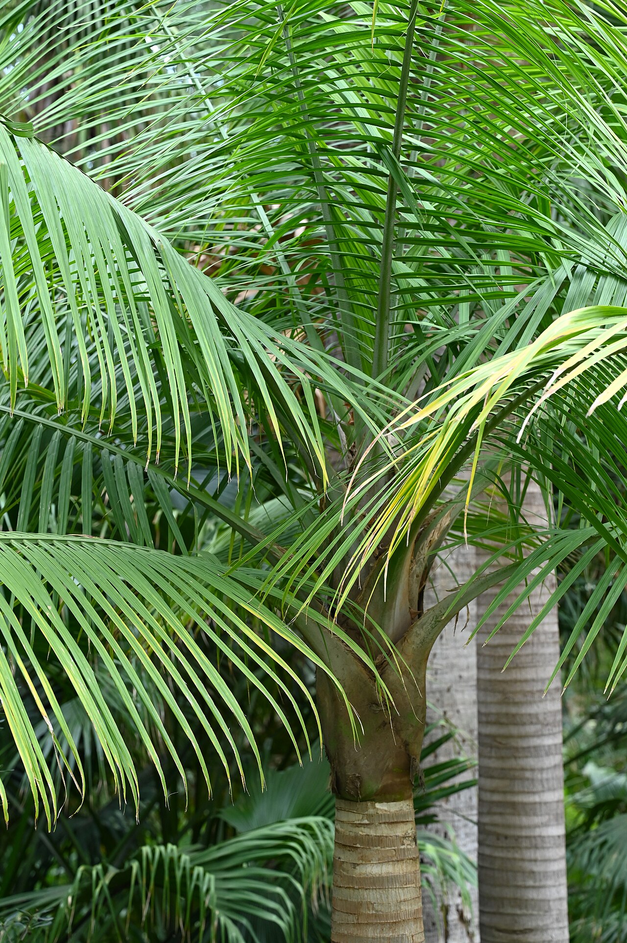 Ravenea rivularis