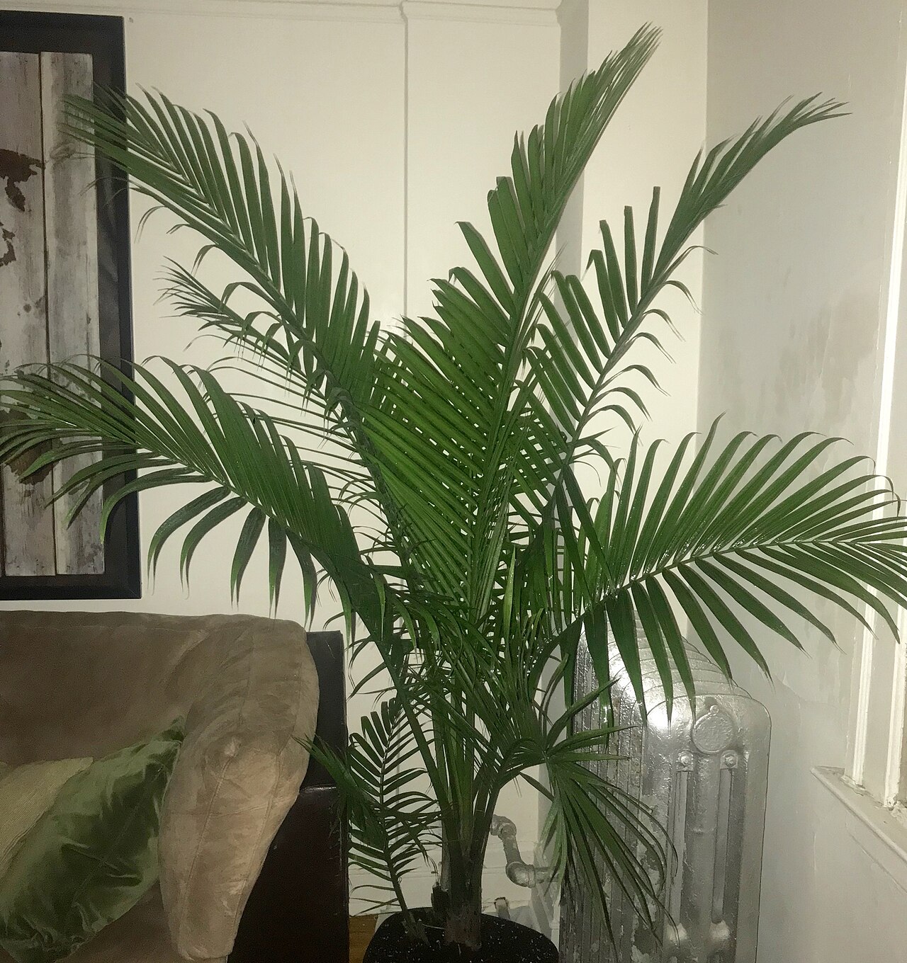 Ravenea rivularis