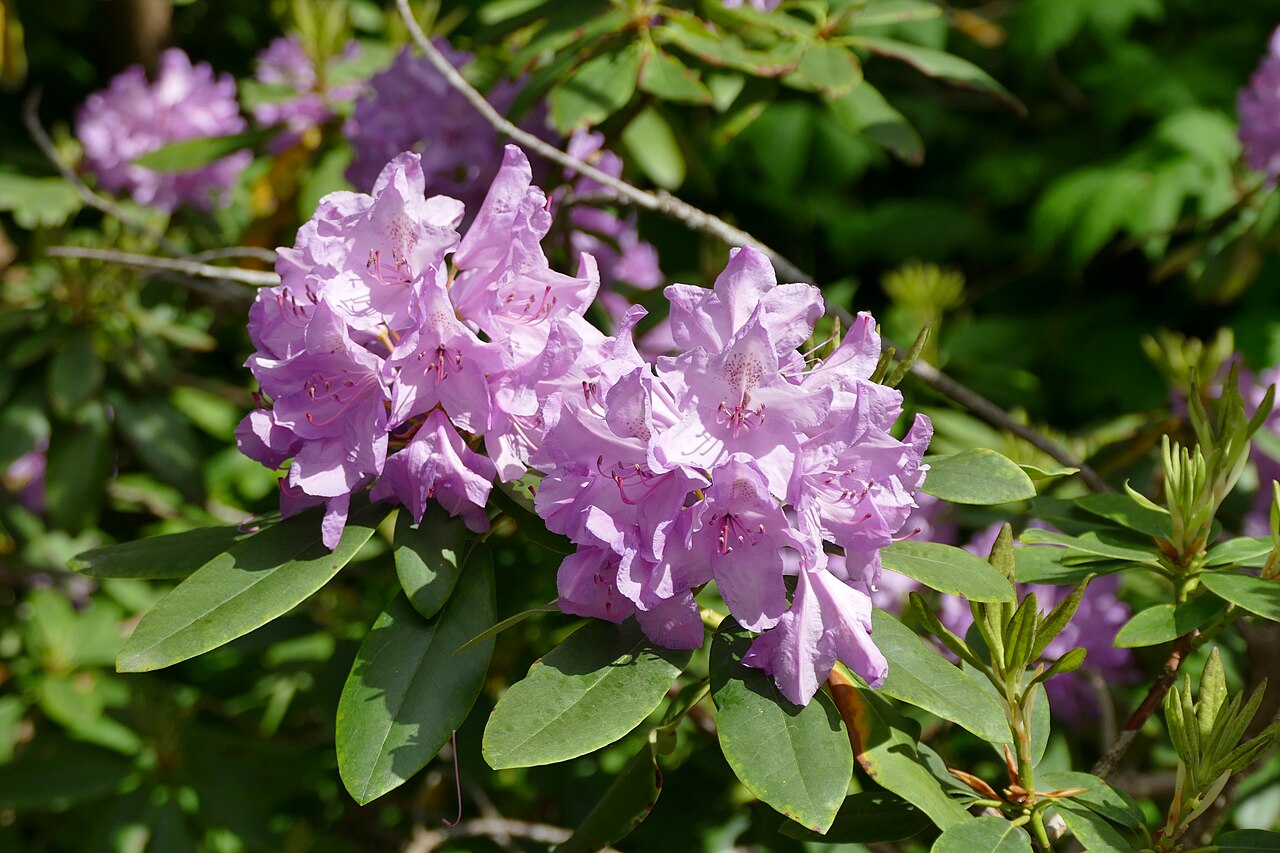 Rhododendron catawbiense