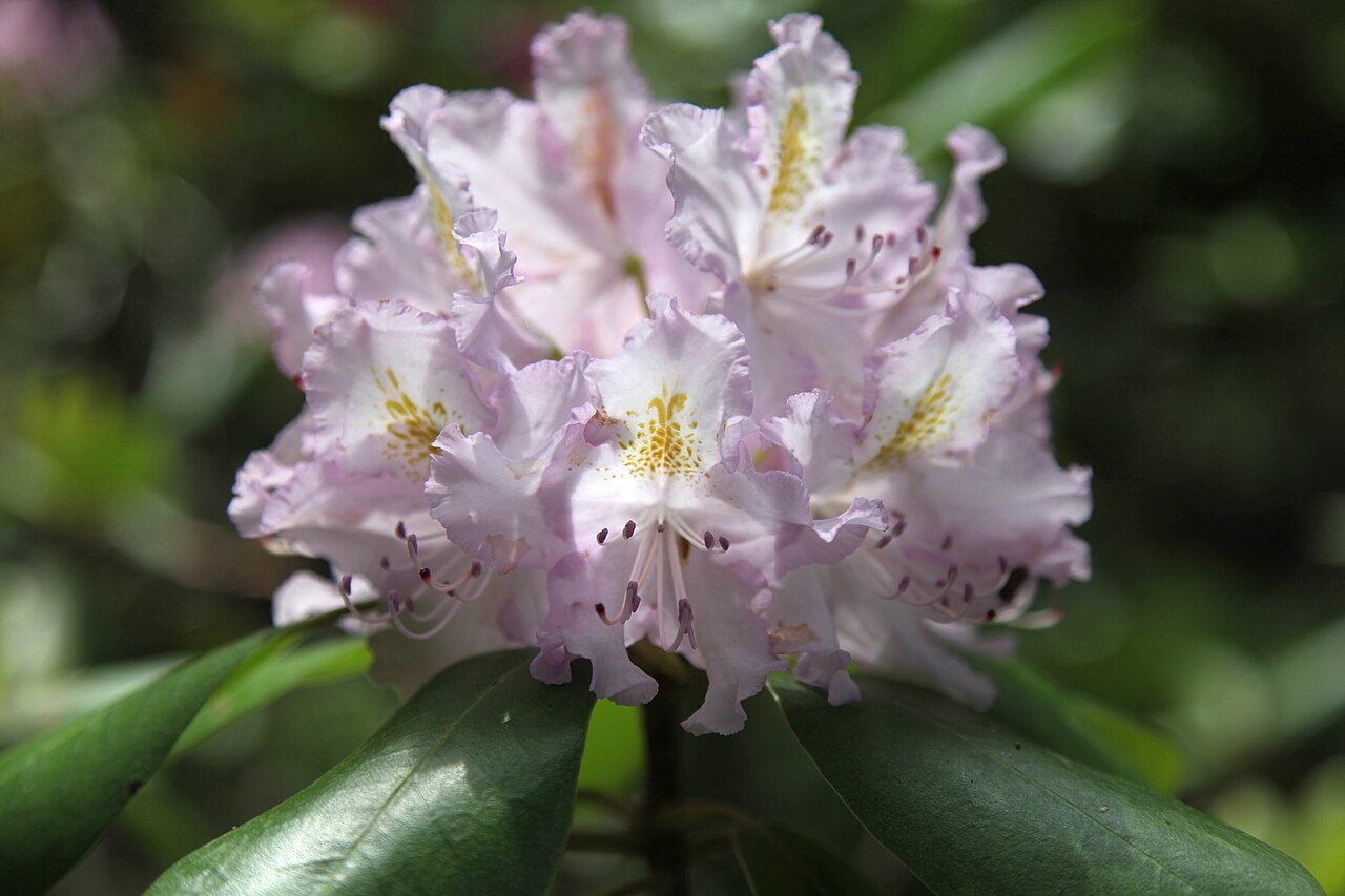 Rhododendron catawbiense