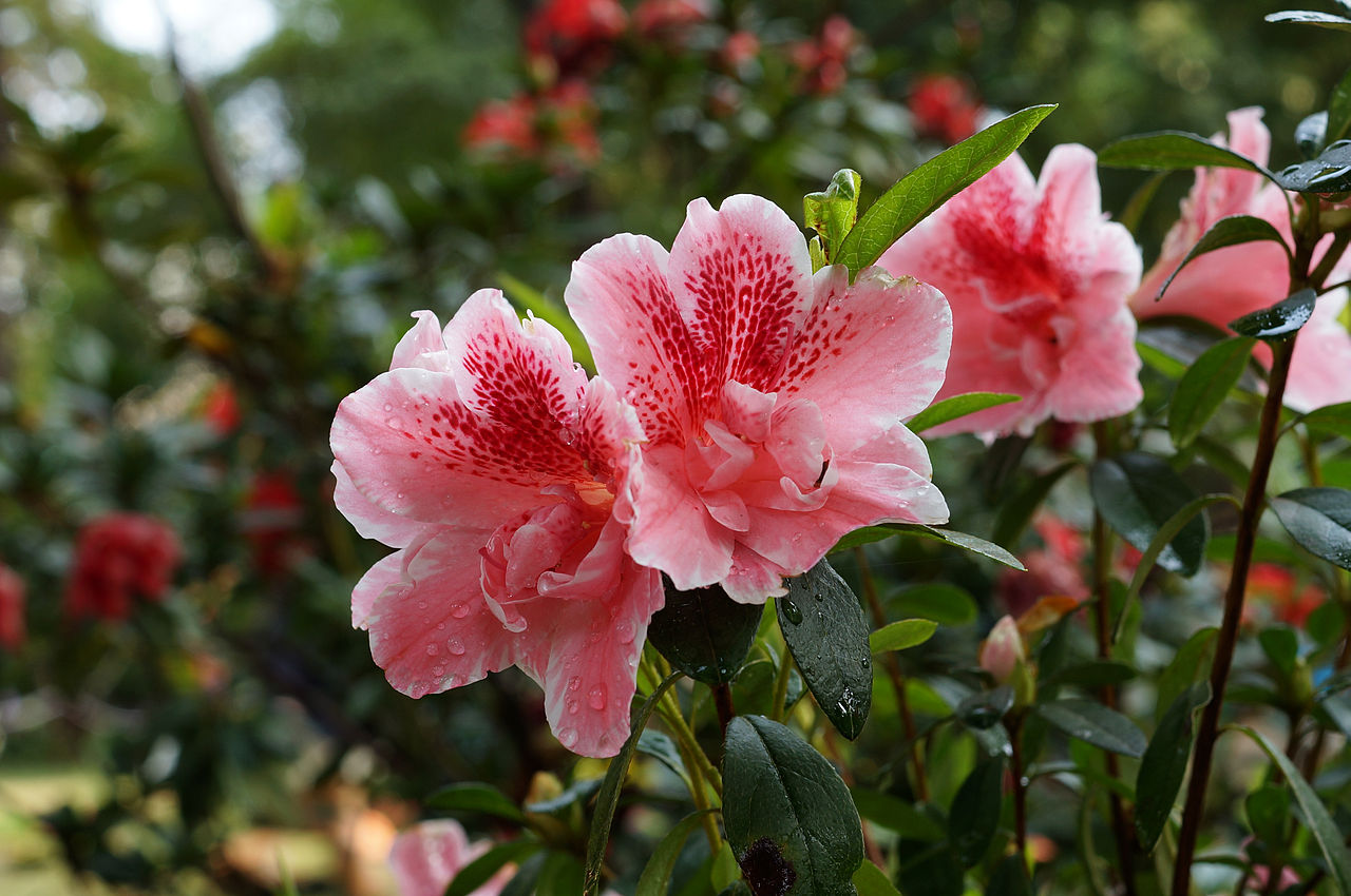 Rhododendron simsii