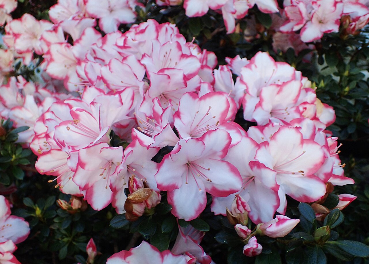 Rhododendron simsii