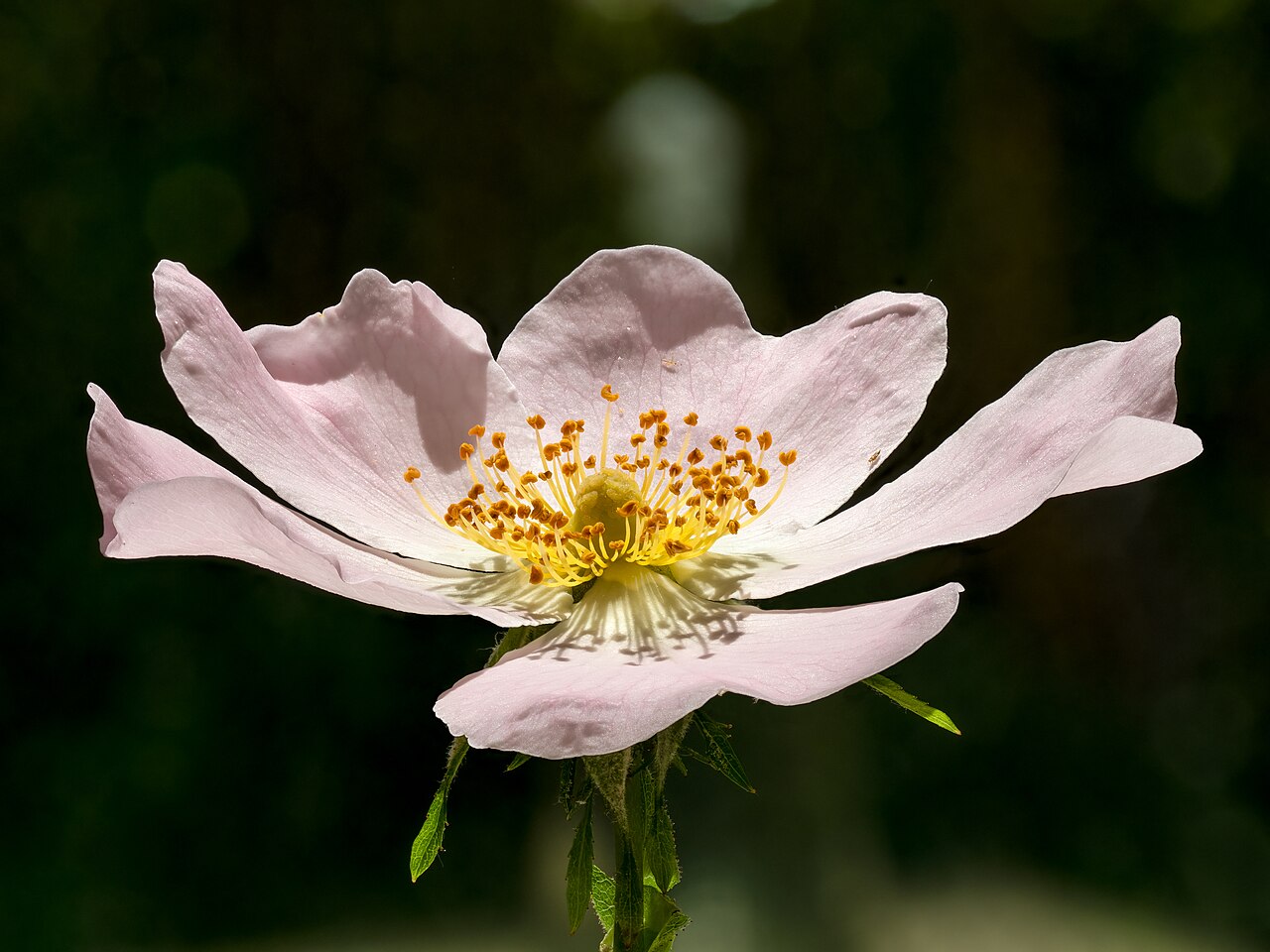 Rosa canina