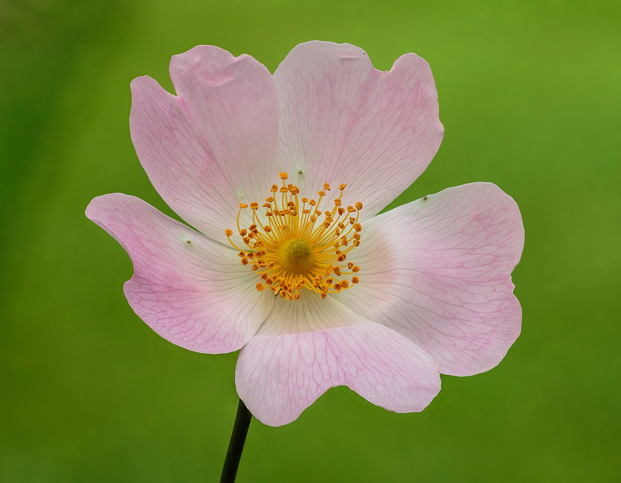 Rosa canina