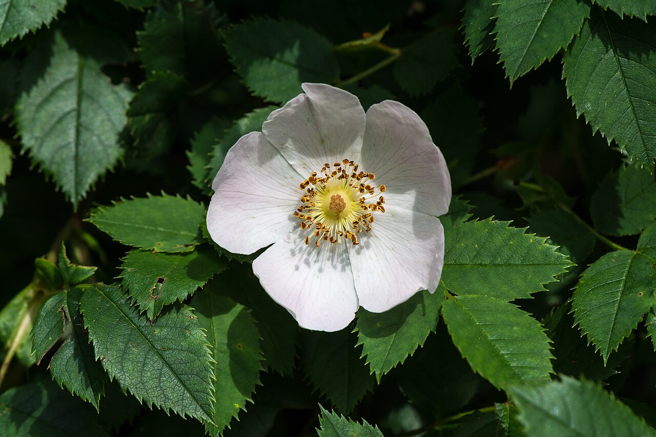 Rosa canina