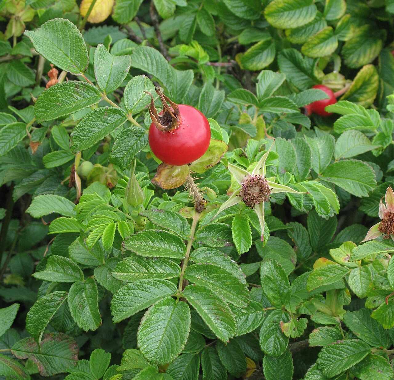 Rugosa rose (Rosa rugosa)