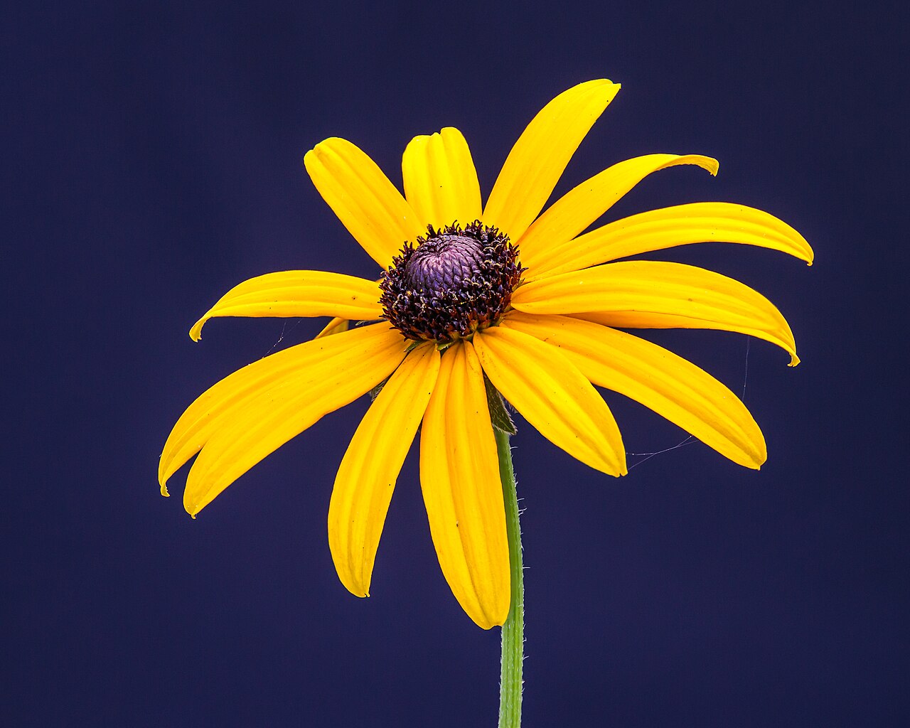 Orange coneflower (Rudbeckia fulgida)