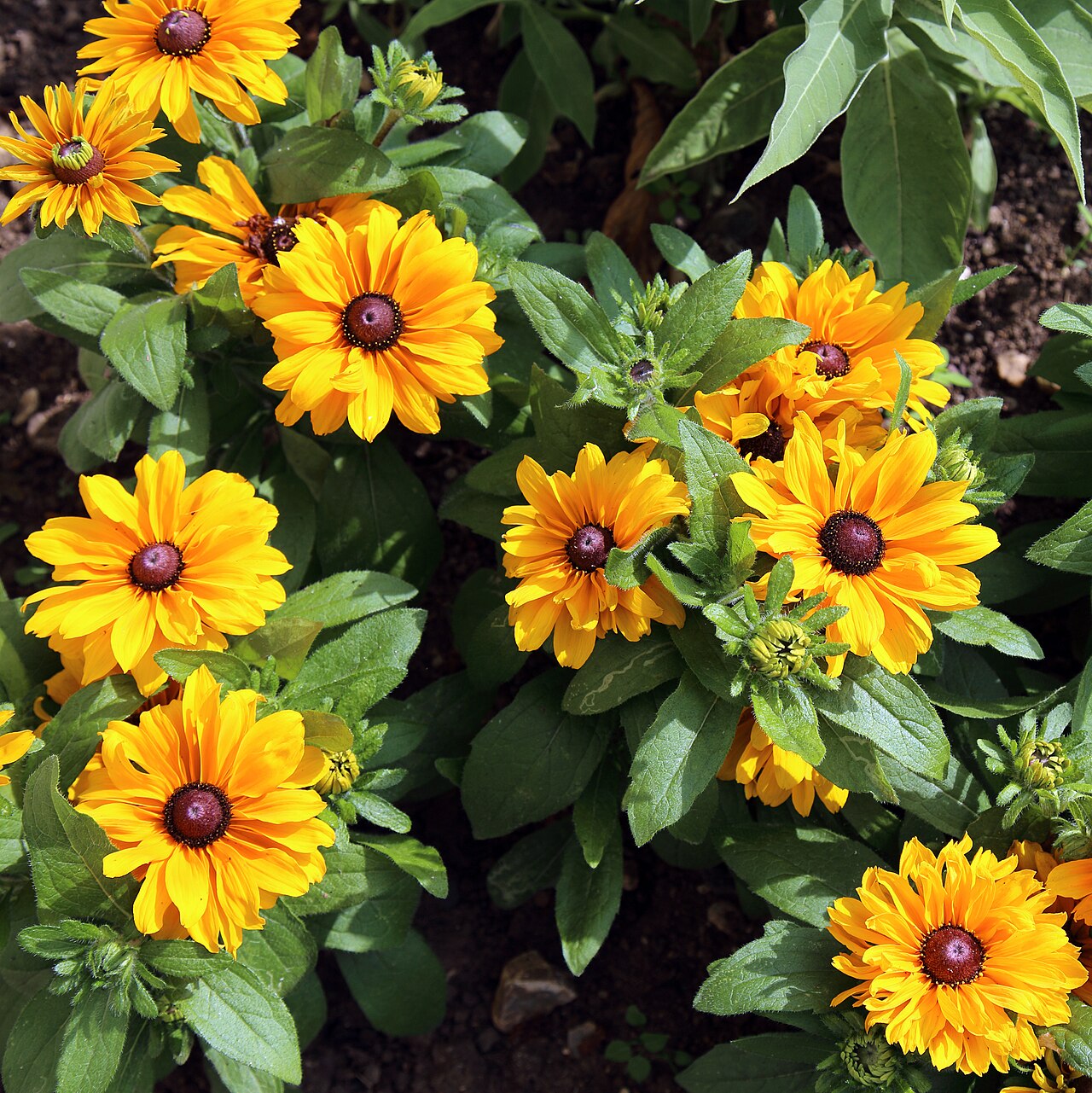 Rudbeckia hirta