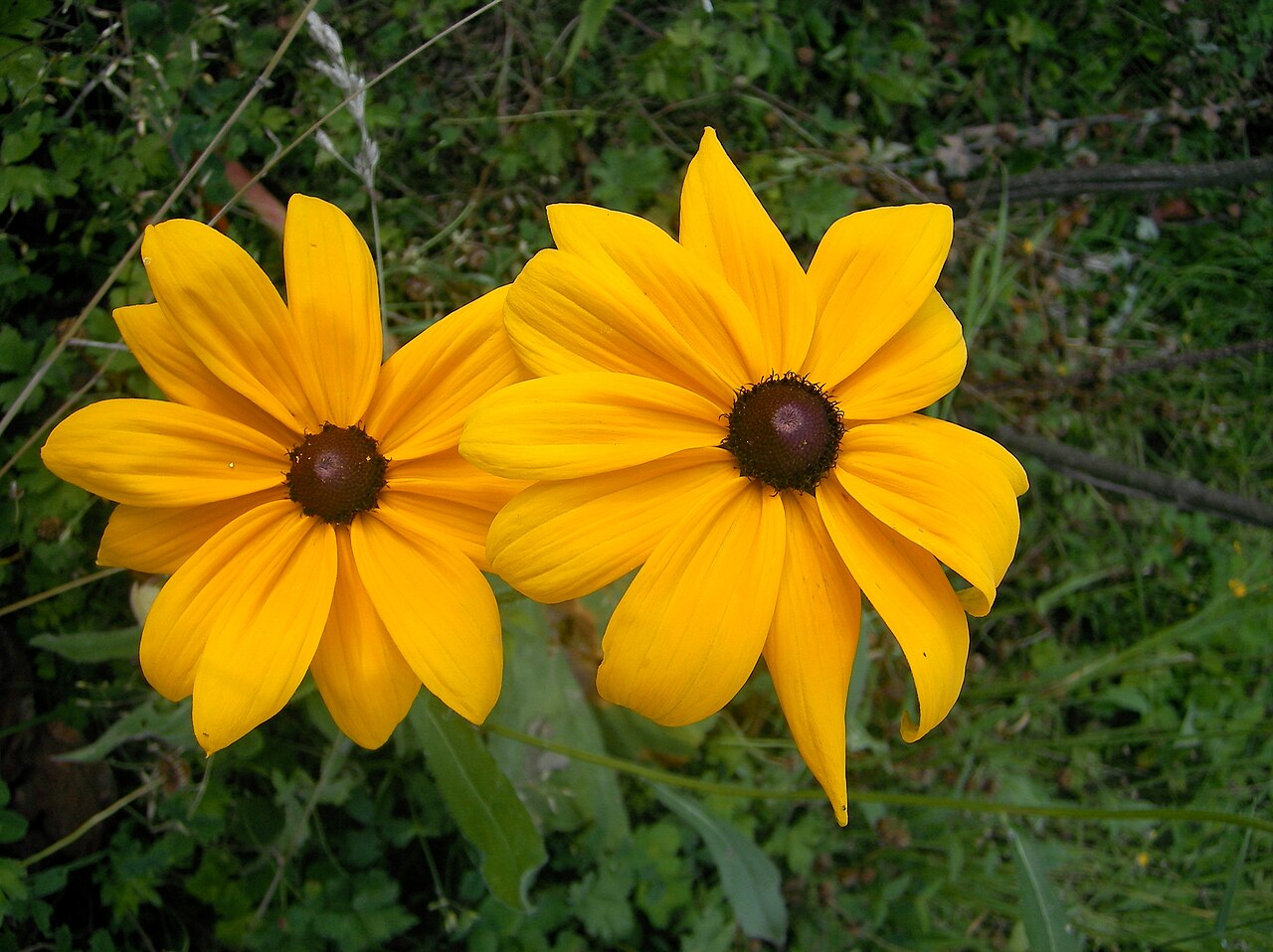 Rudbeckia hirta