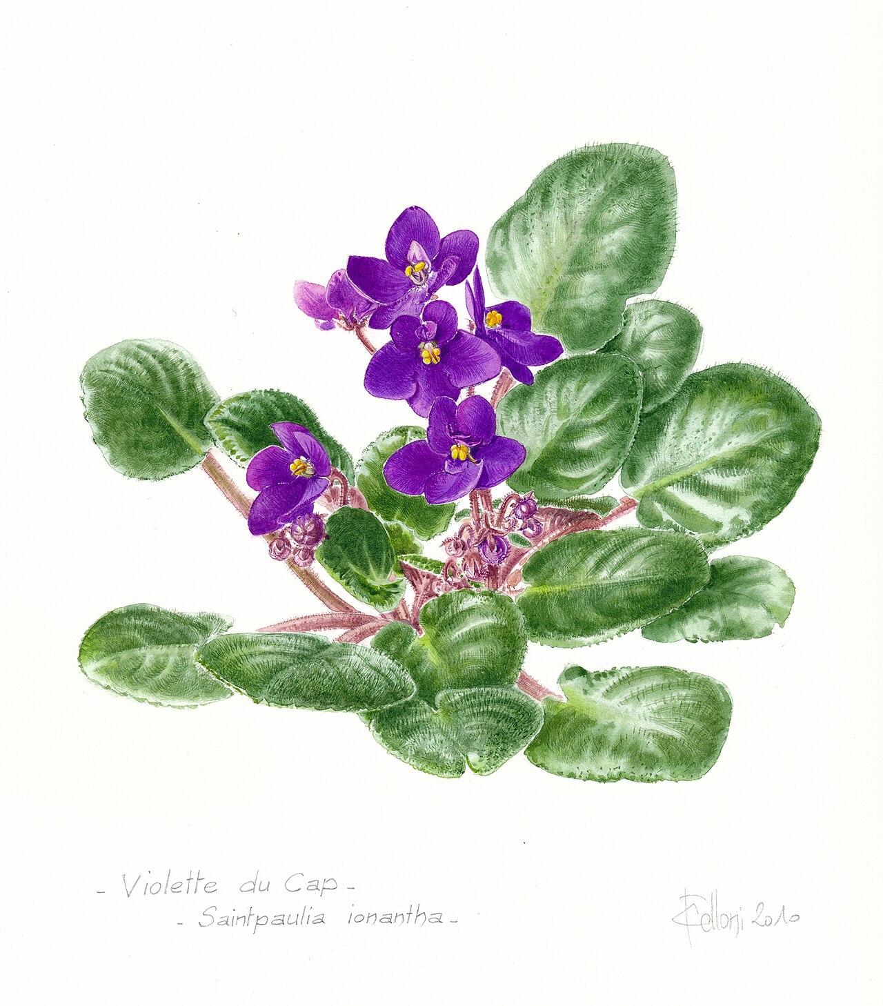 Saintpaulia ionantha