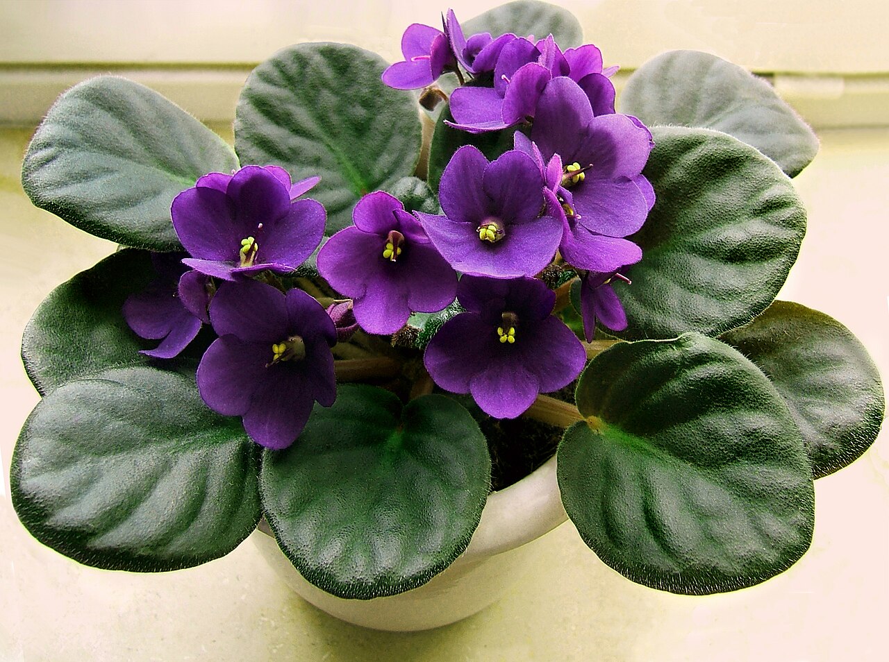 Saintpaulia ionantha