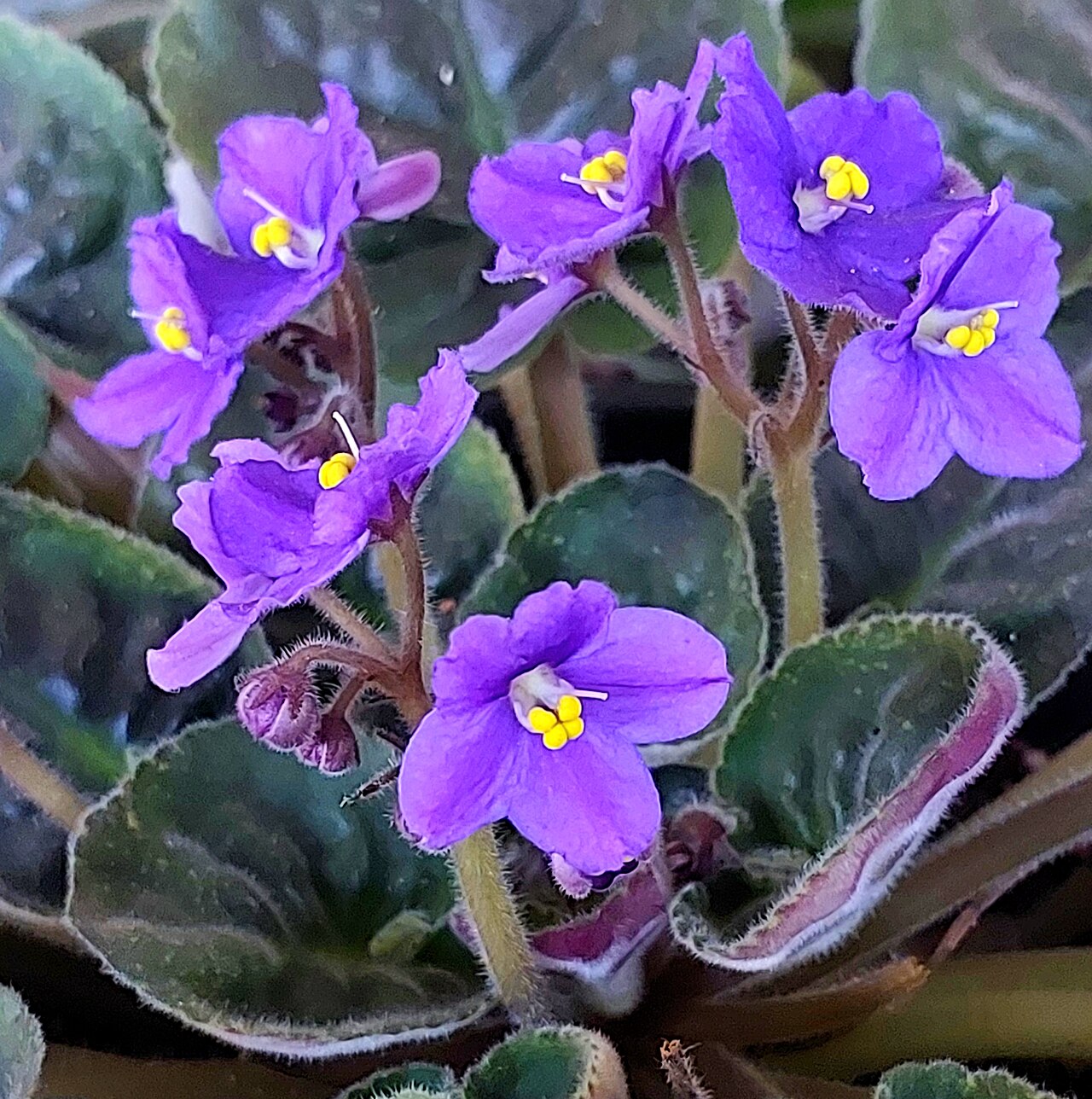 Saintpaulia ionantha