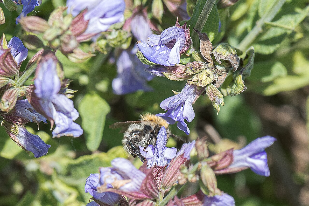 Salvia officinalis