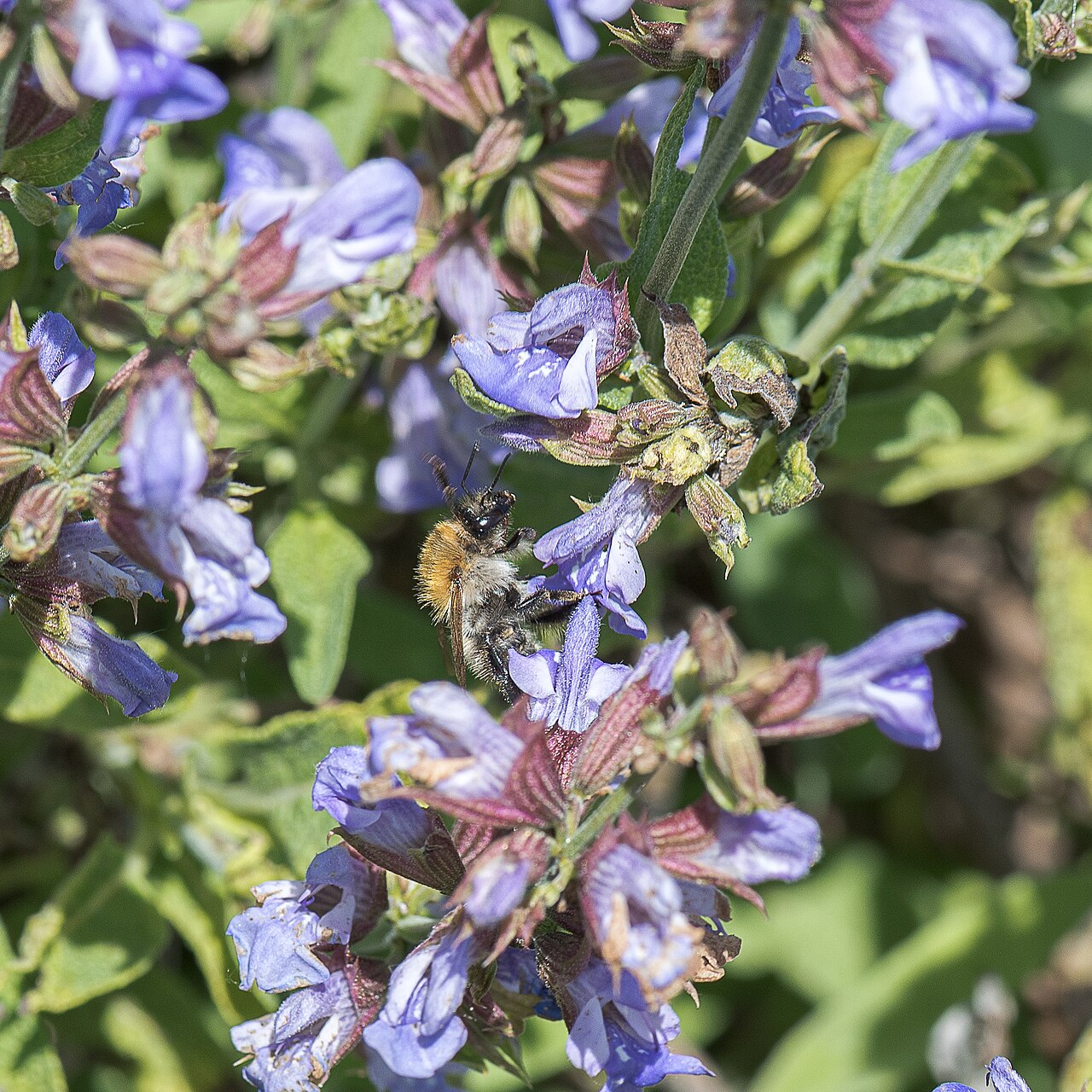 Salvia officinalis