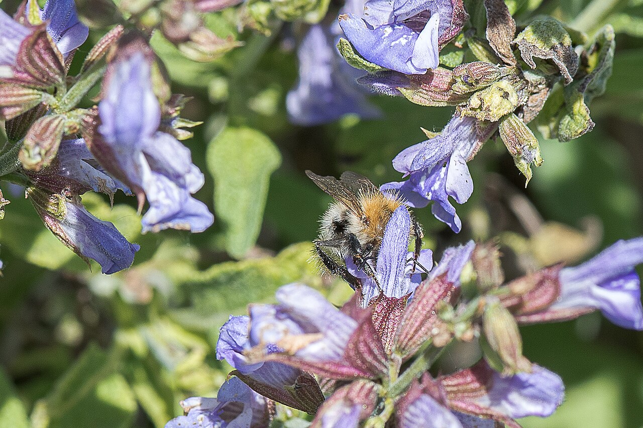 Salvia officinalis