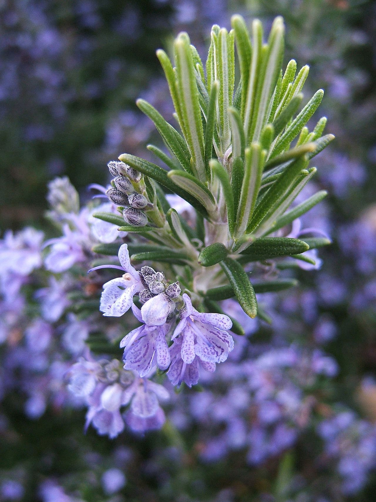 Rosemary (Salvia rosmarinus)