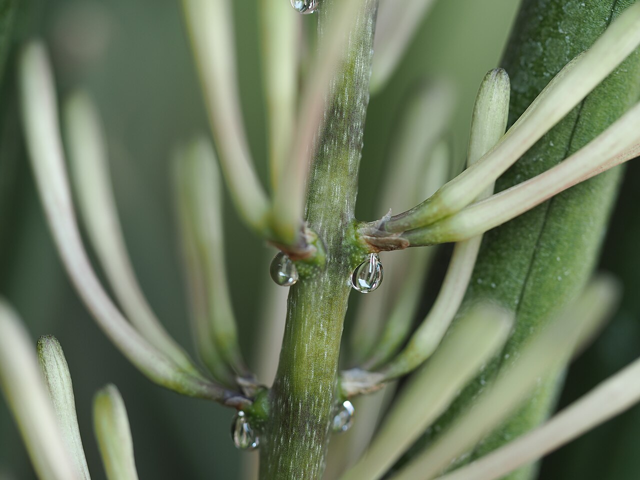Sansevieria cylindrica