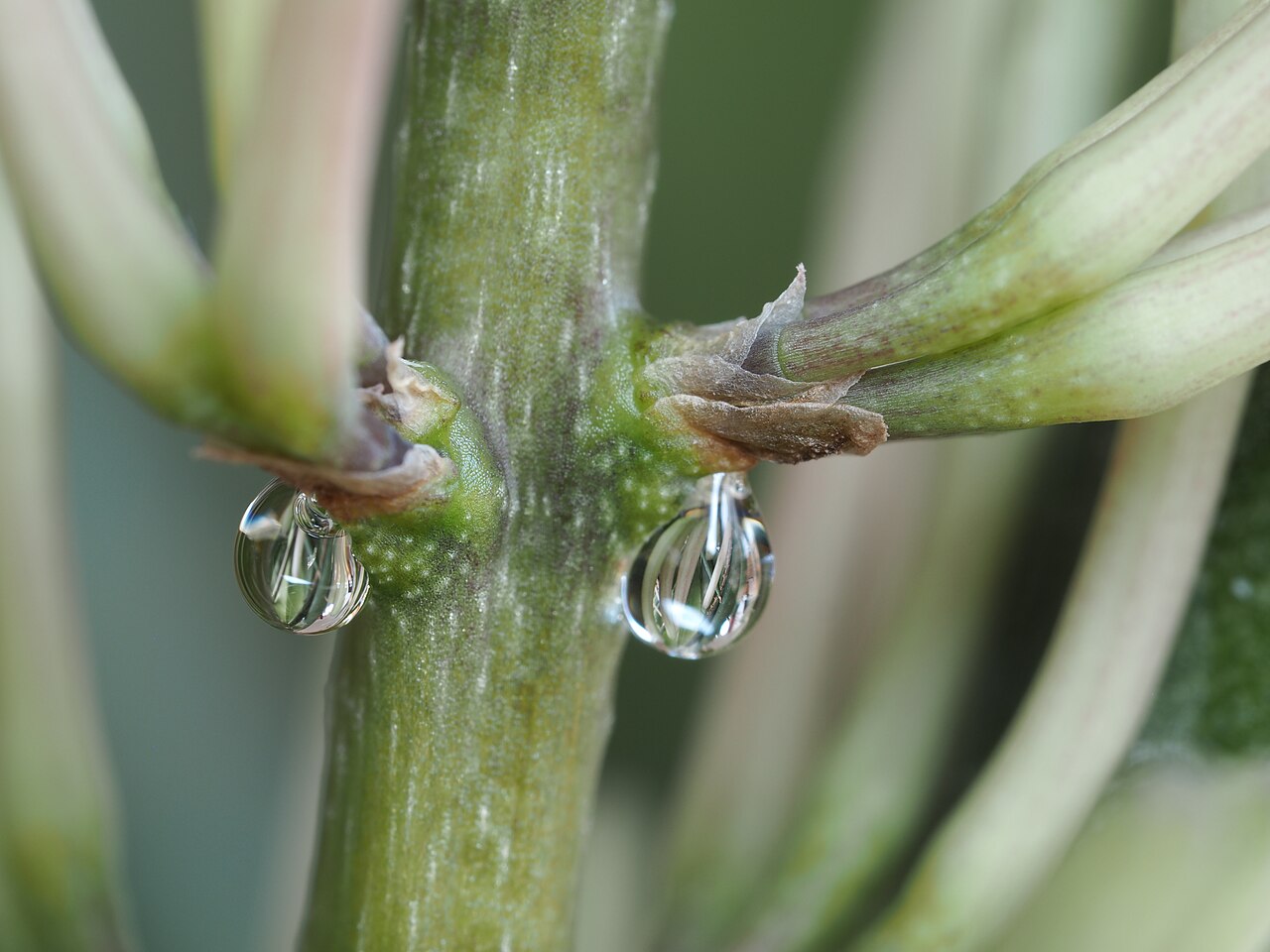 Sansevieria cylindrica