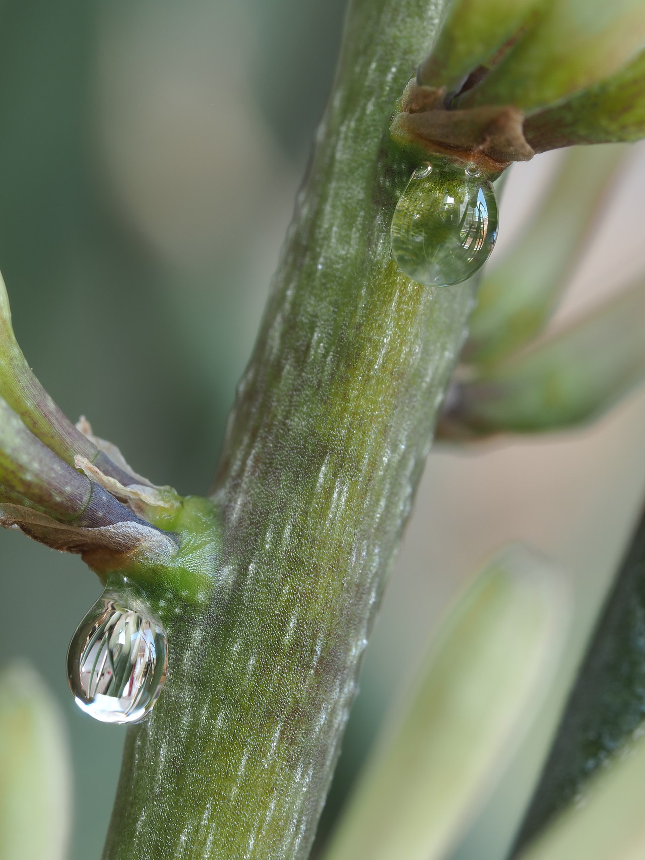 Sansevieria cylindrica