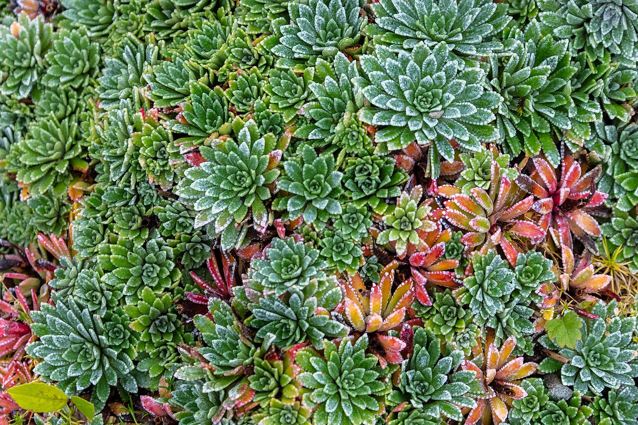 Saxifraga paniculata