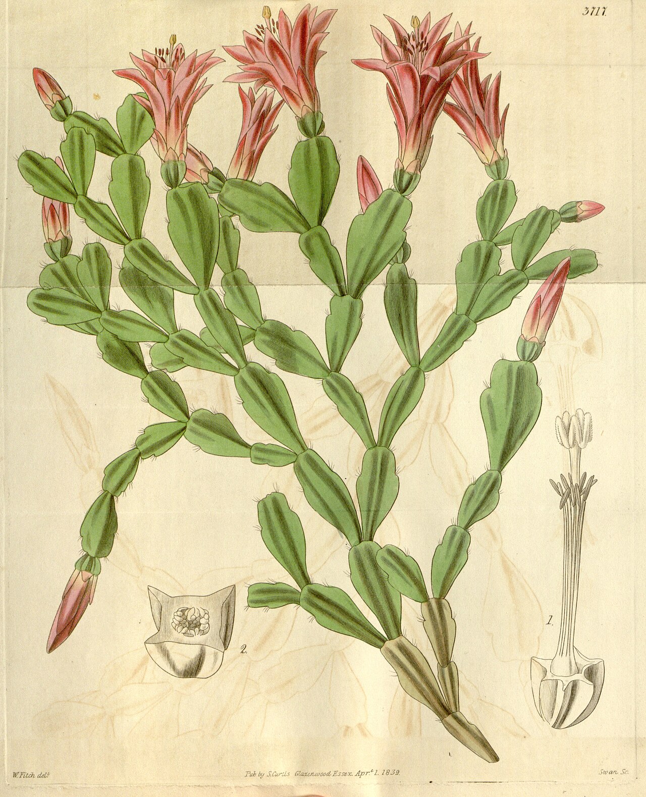 Schlumbergera russelliana