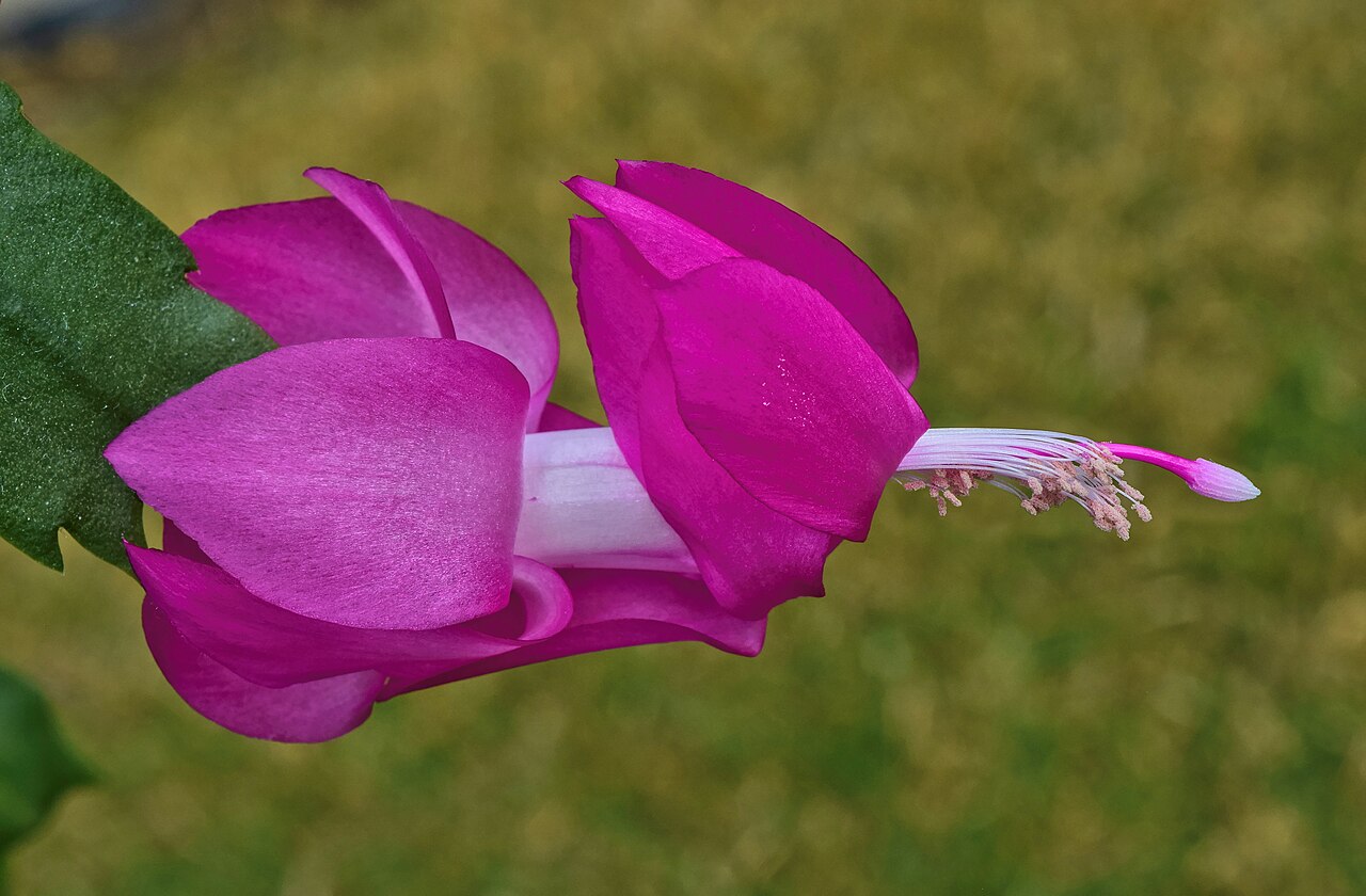 Schlumbergera truncata
