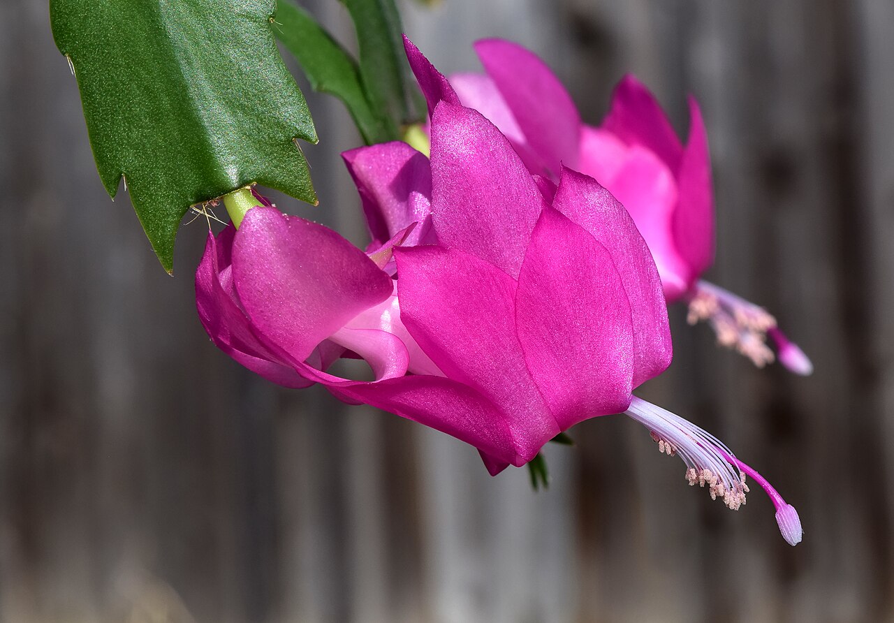 Schlumbergera truncata