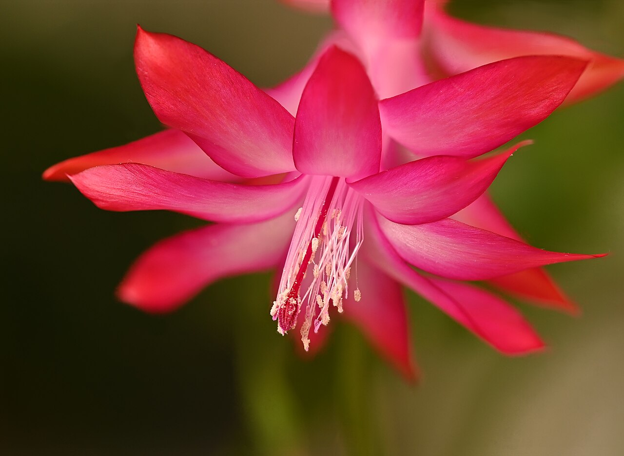 Schlumbergera truncata
