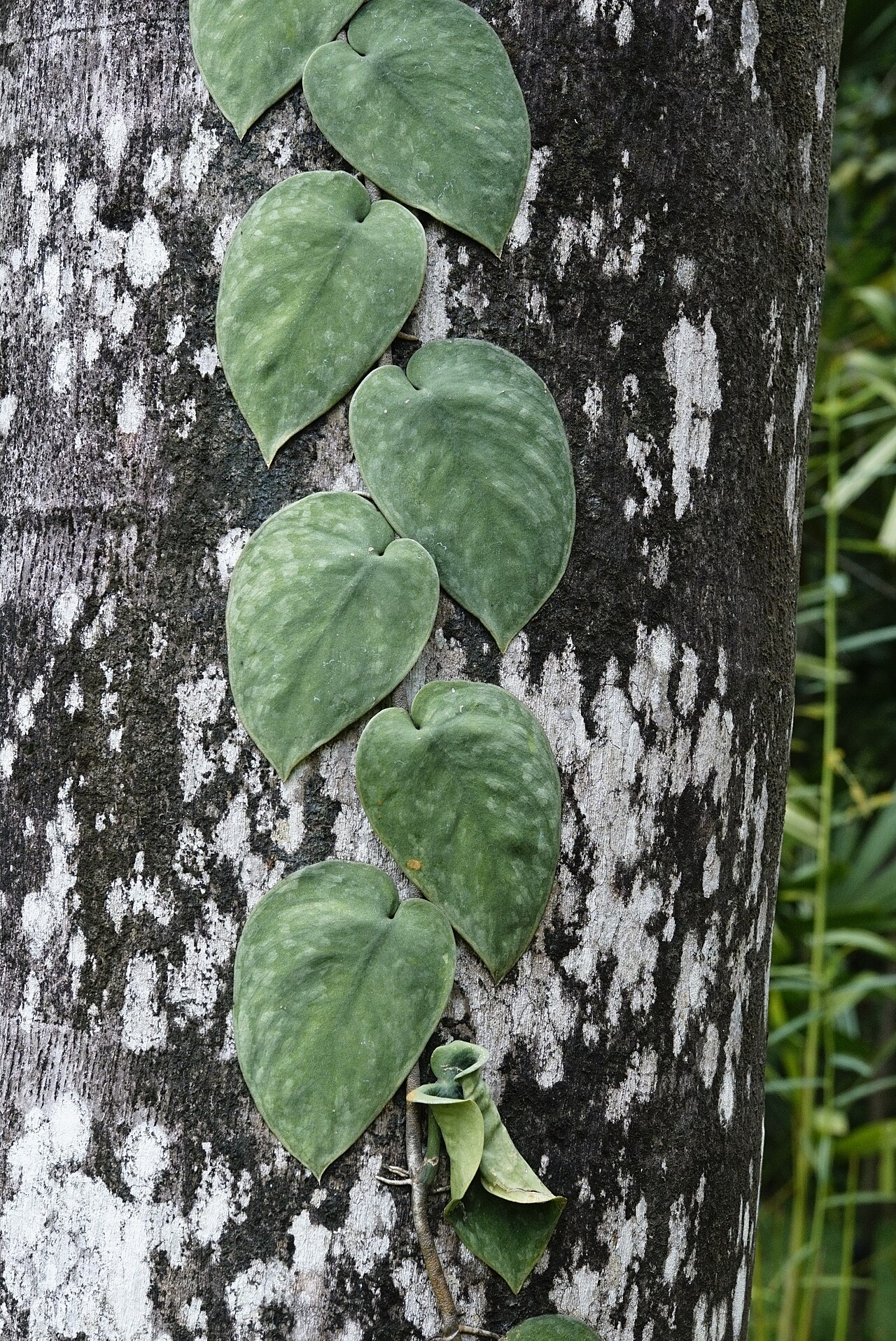 Scindapsus pictus