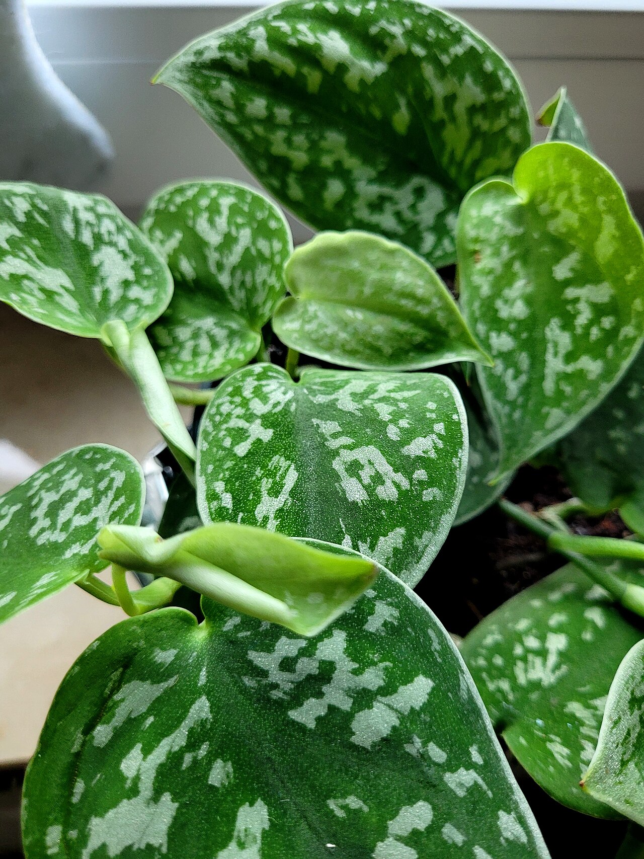 Scindapsus pictus