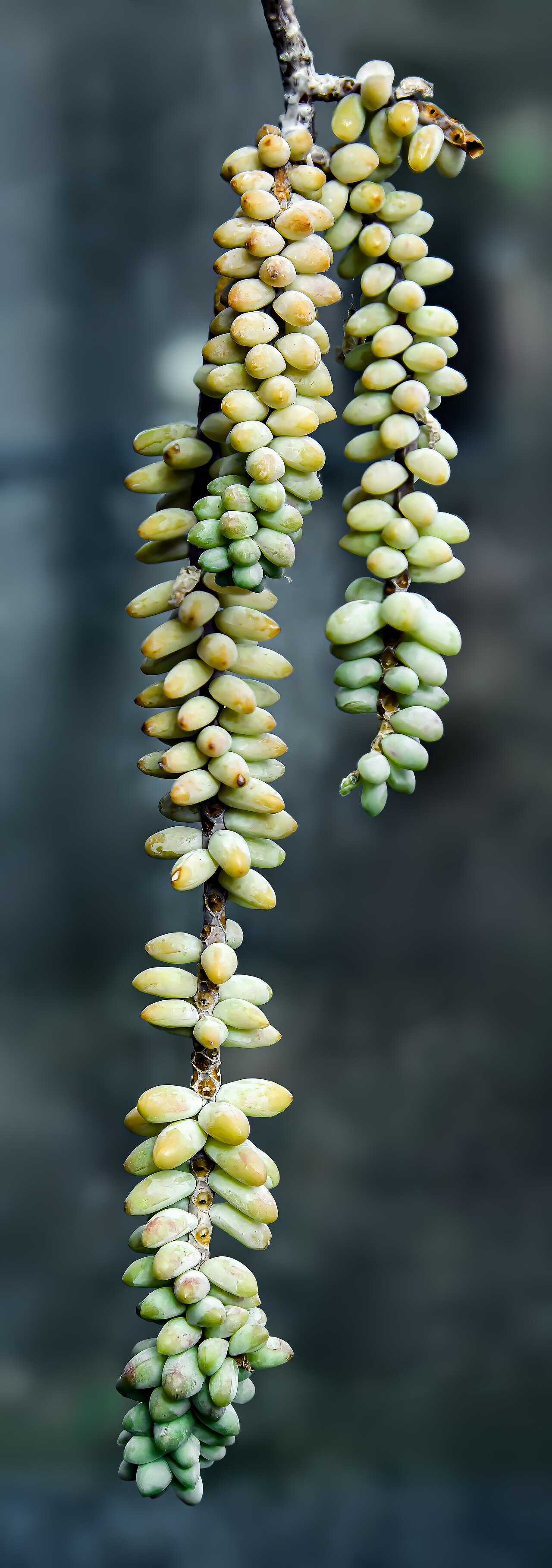 Sedum morganianum