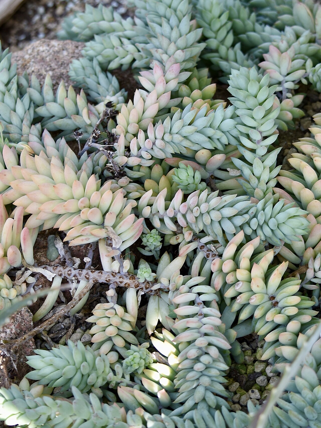 Sedum morganianum