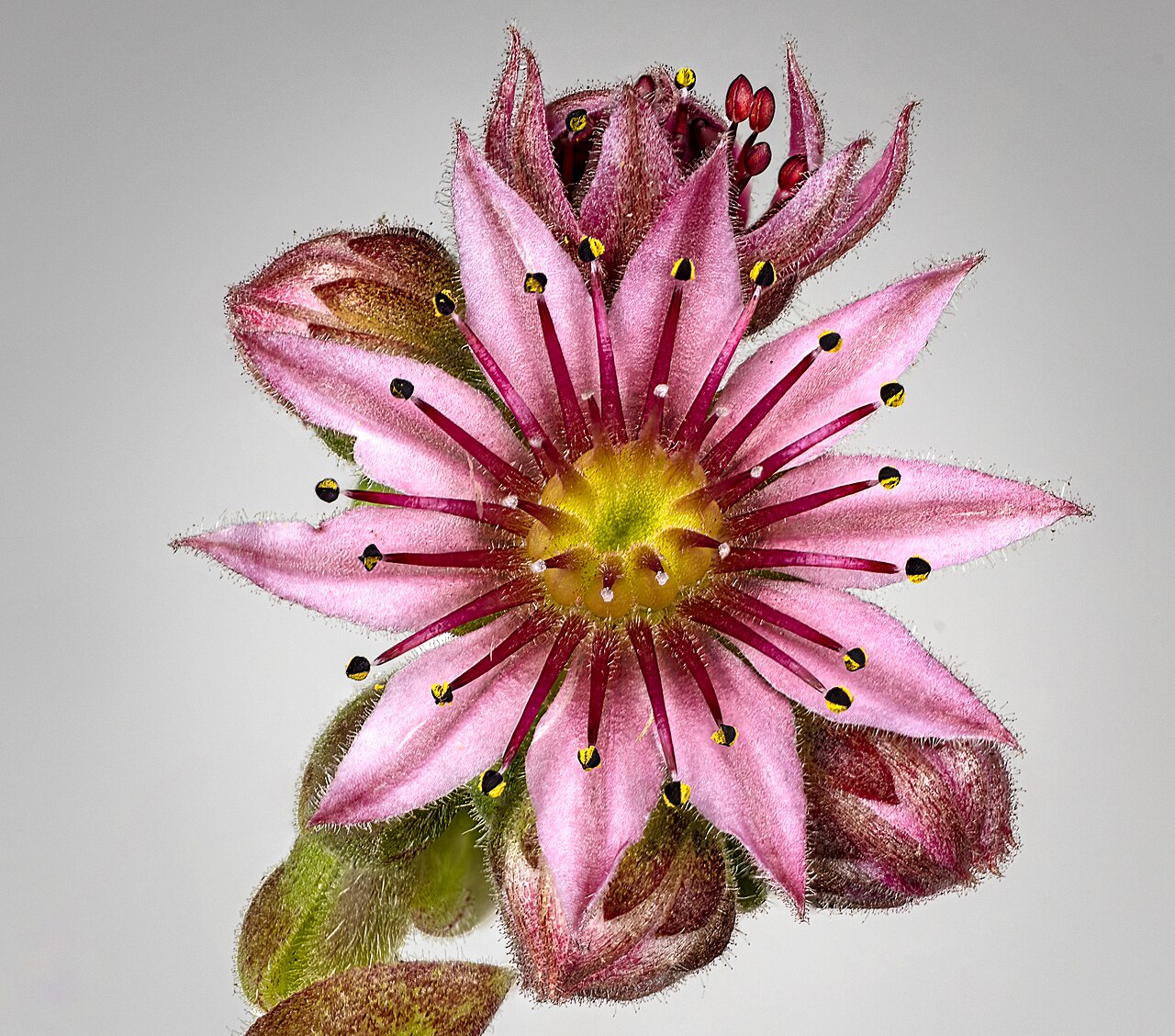 Sempervivum arachnoideum