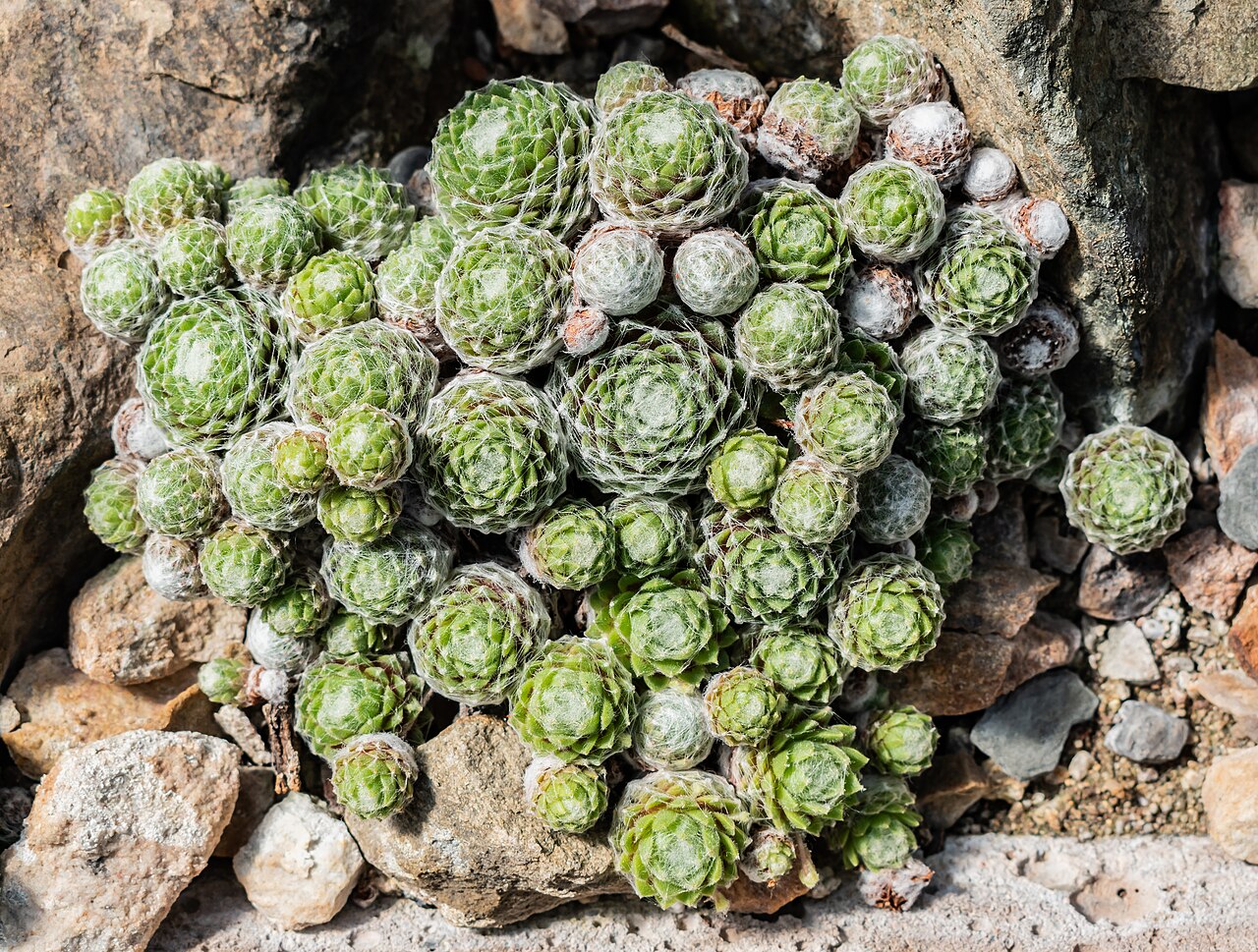 Sempervivum arachnoideum