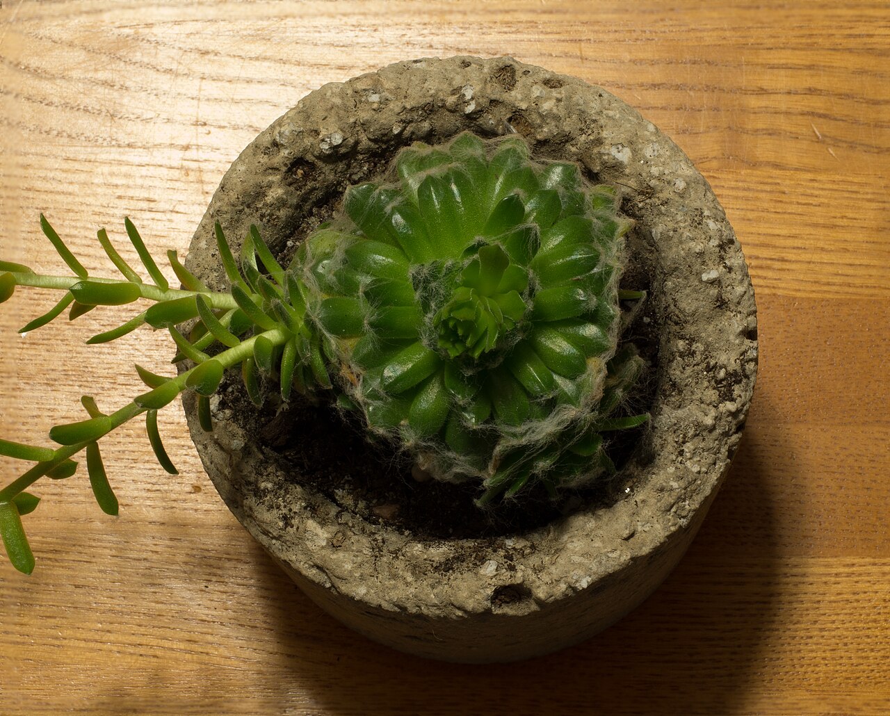 Sempervivum arachnoideum