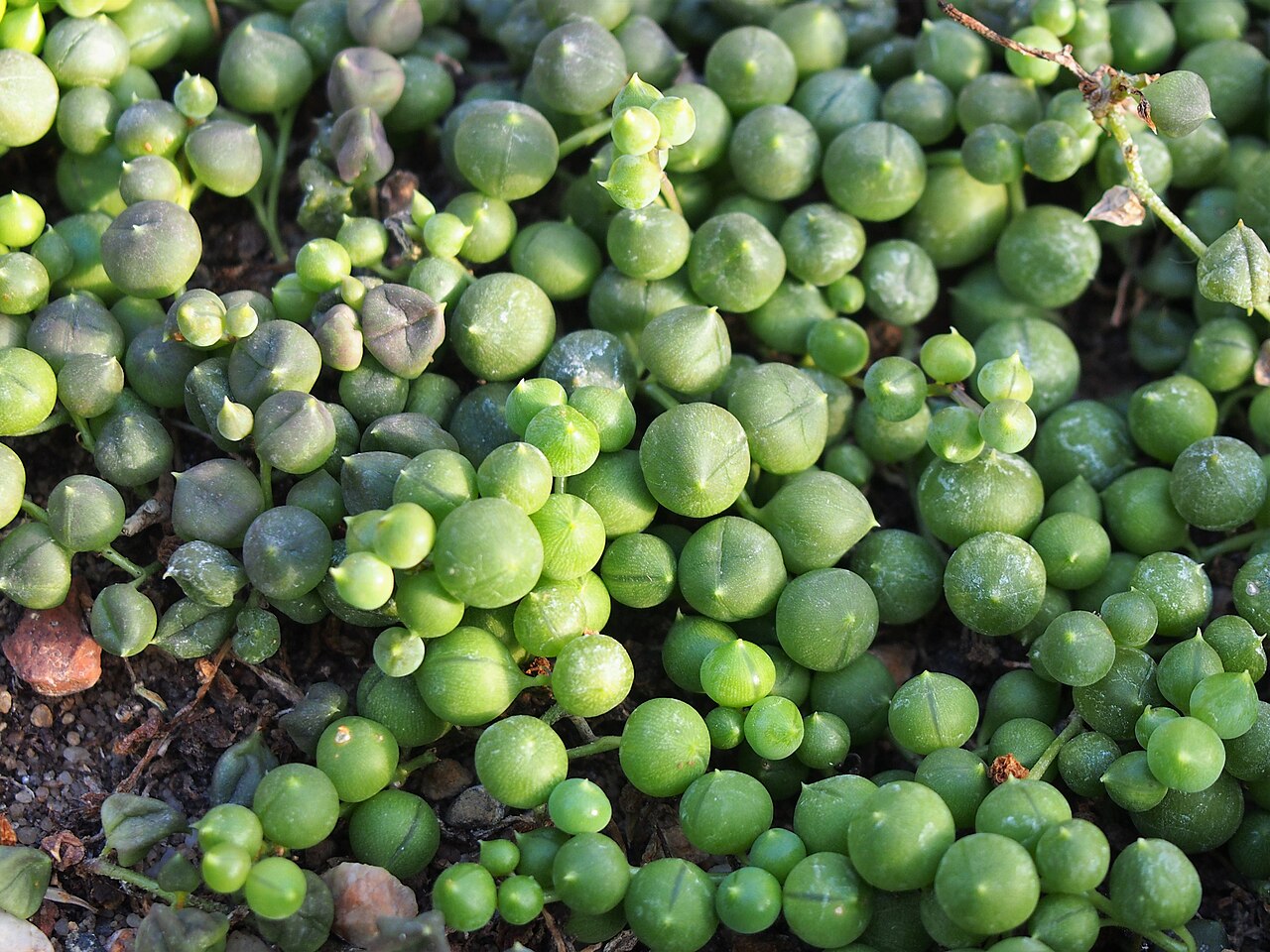 Senecio rowleyanus